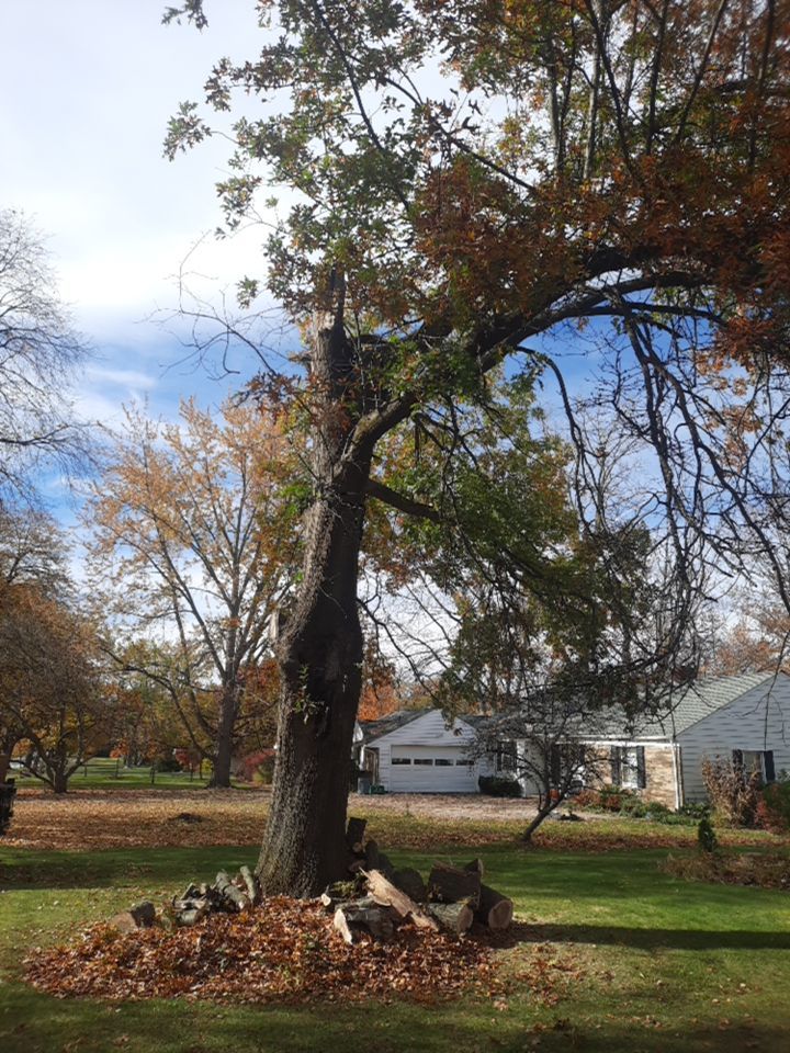 Tree Removal using Tree Removal by Mike Jones & Sons Tree Service LLC 