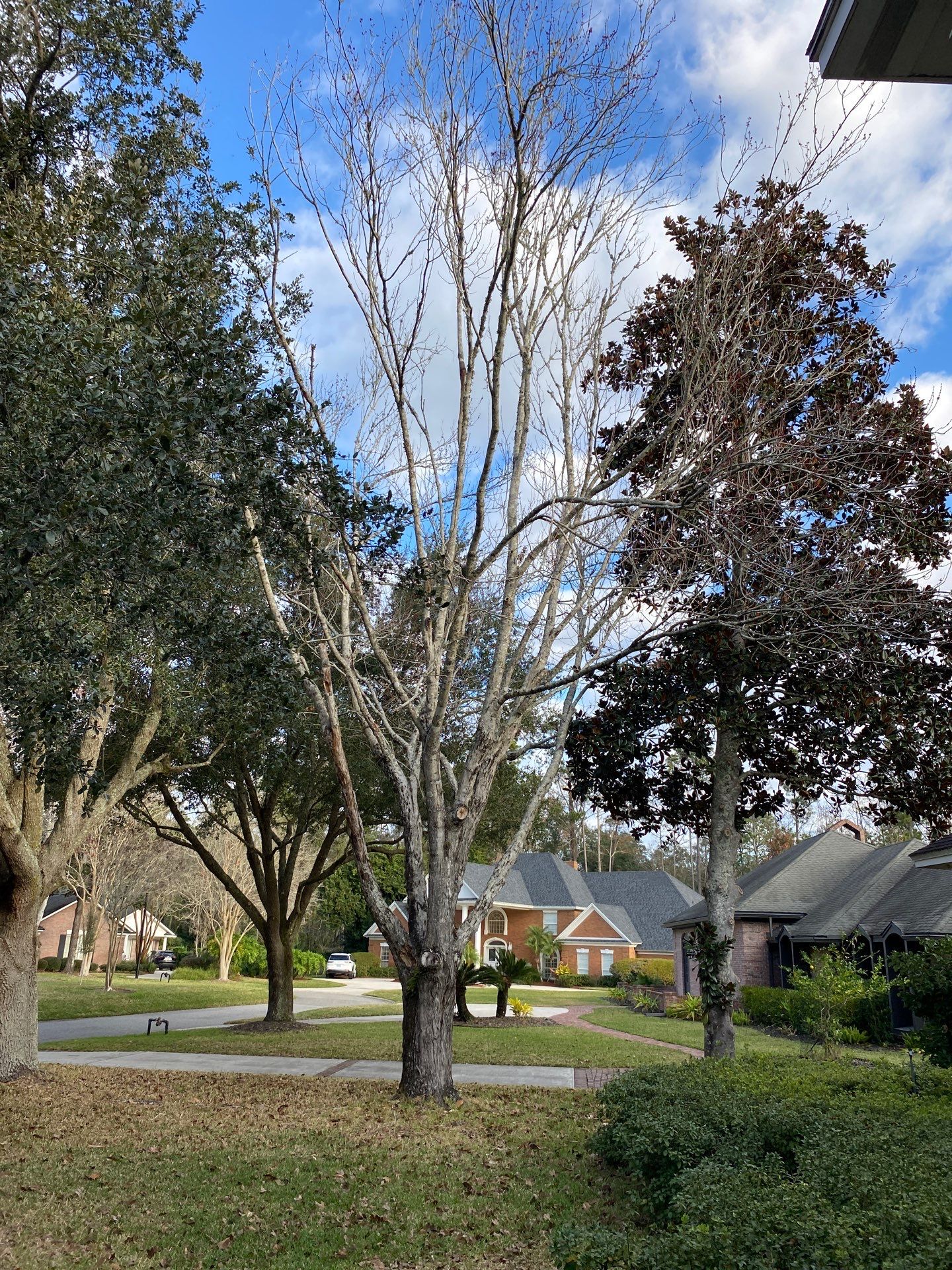 Deerwood Resident | Tree Removal & Install by ProGreen Services