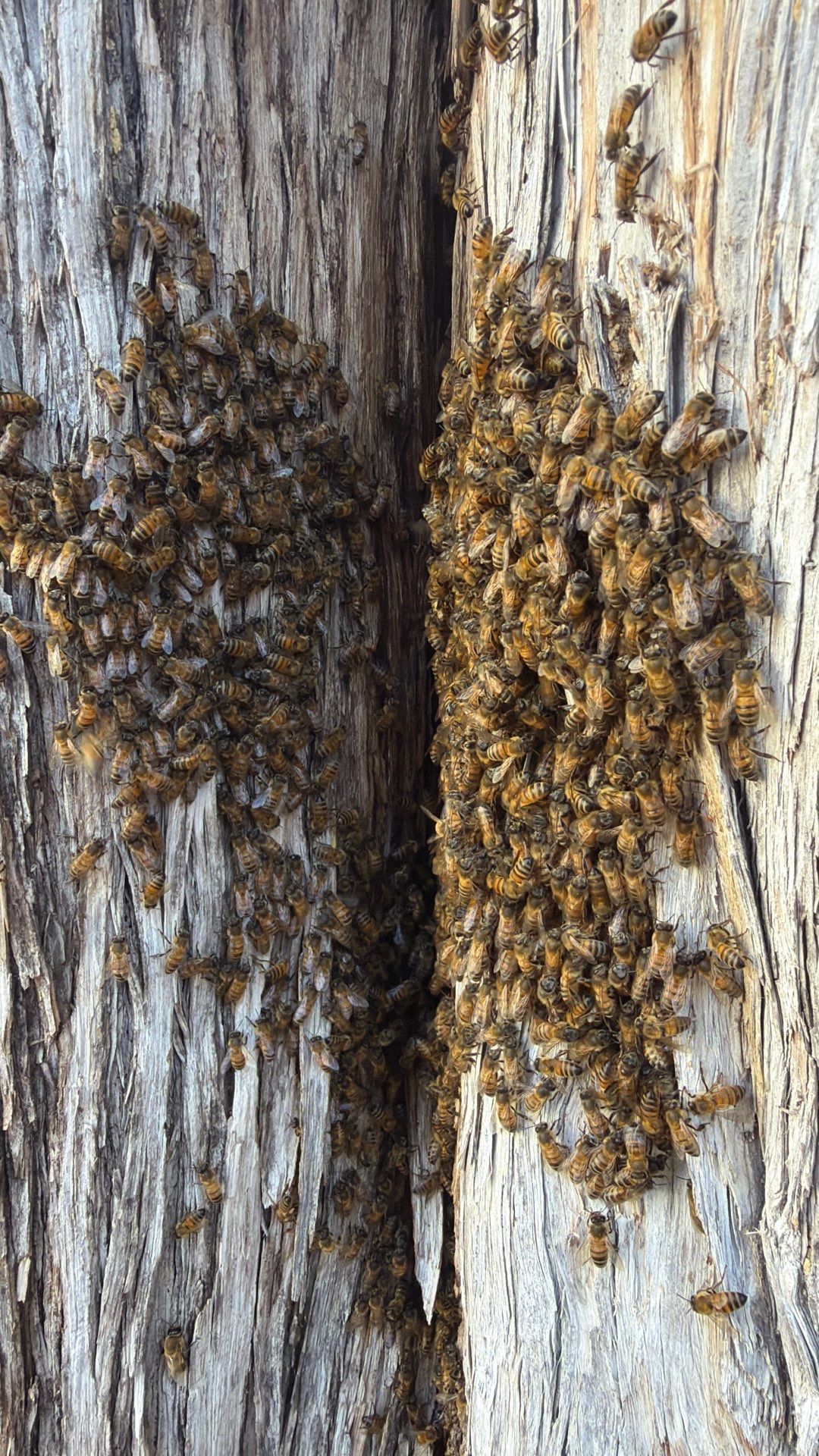 Cavern-Crack Tree Bees by Rockwall Honey Bee Company