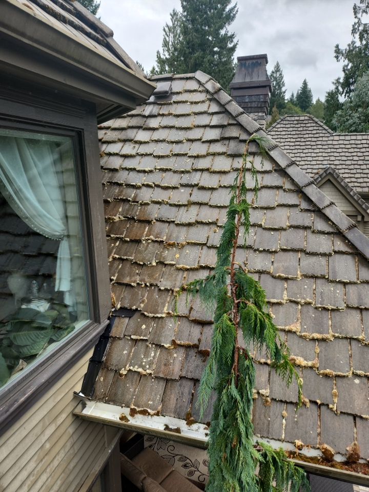 Moss Removal/ Treatment using Biocide by Willamette Outdoor Wash LLC