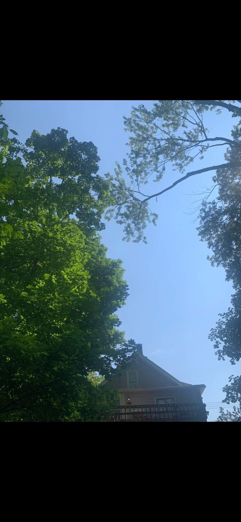 Tree Trimming using Tree Pruing by Mike Jones & Sons Tree Service LLC 