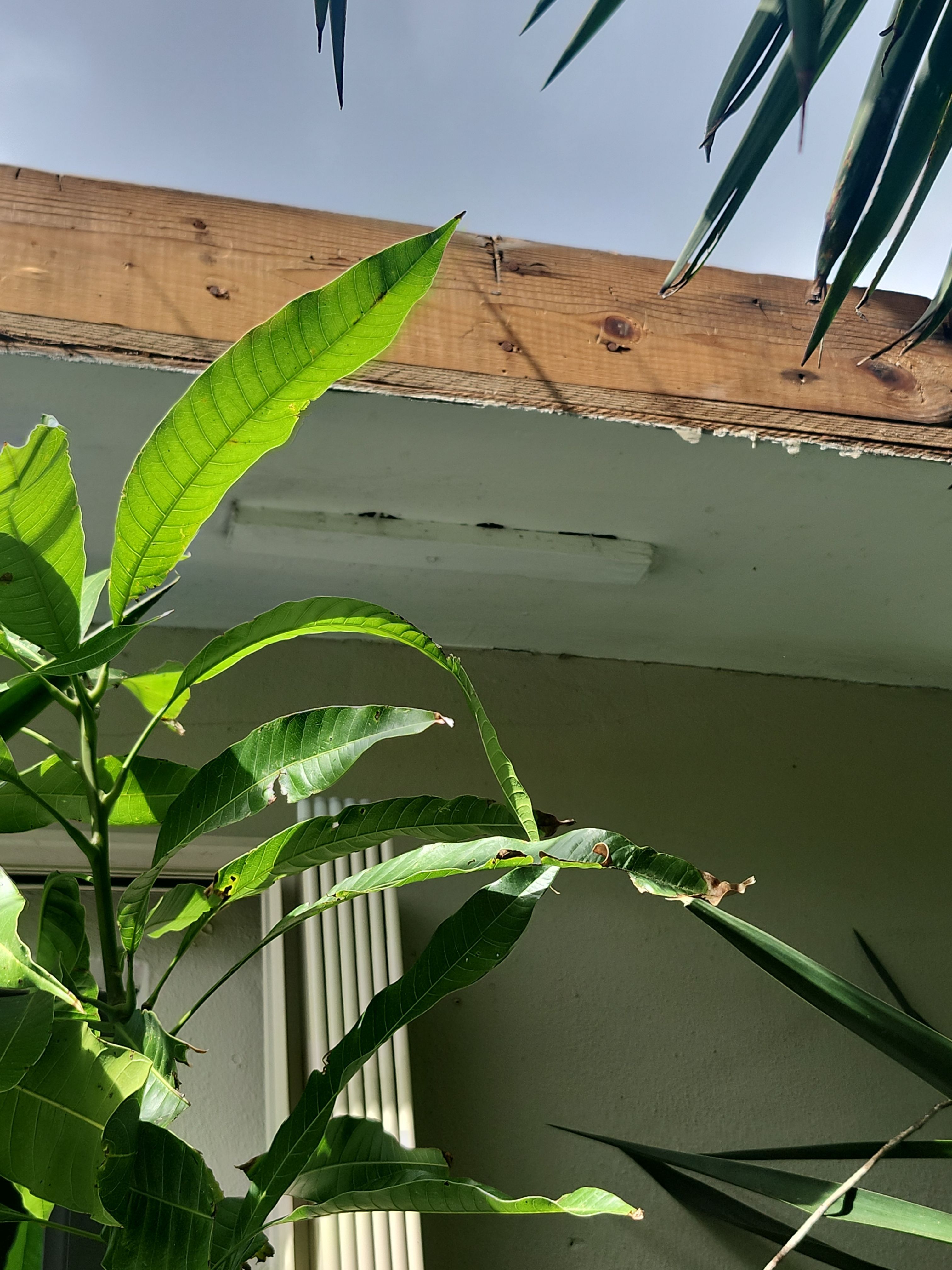 Dimensional Roof Replacement in Delray Beach by Aastro Roofing