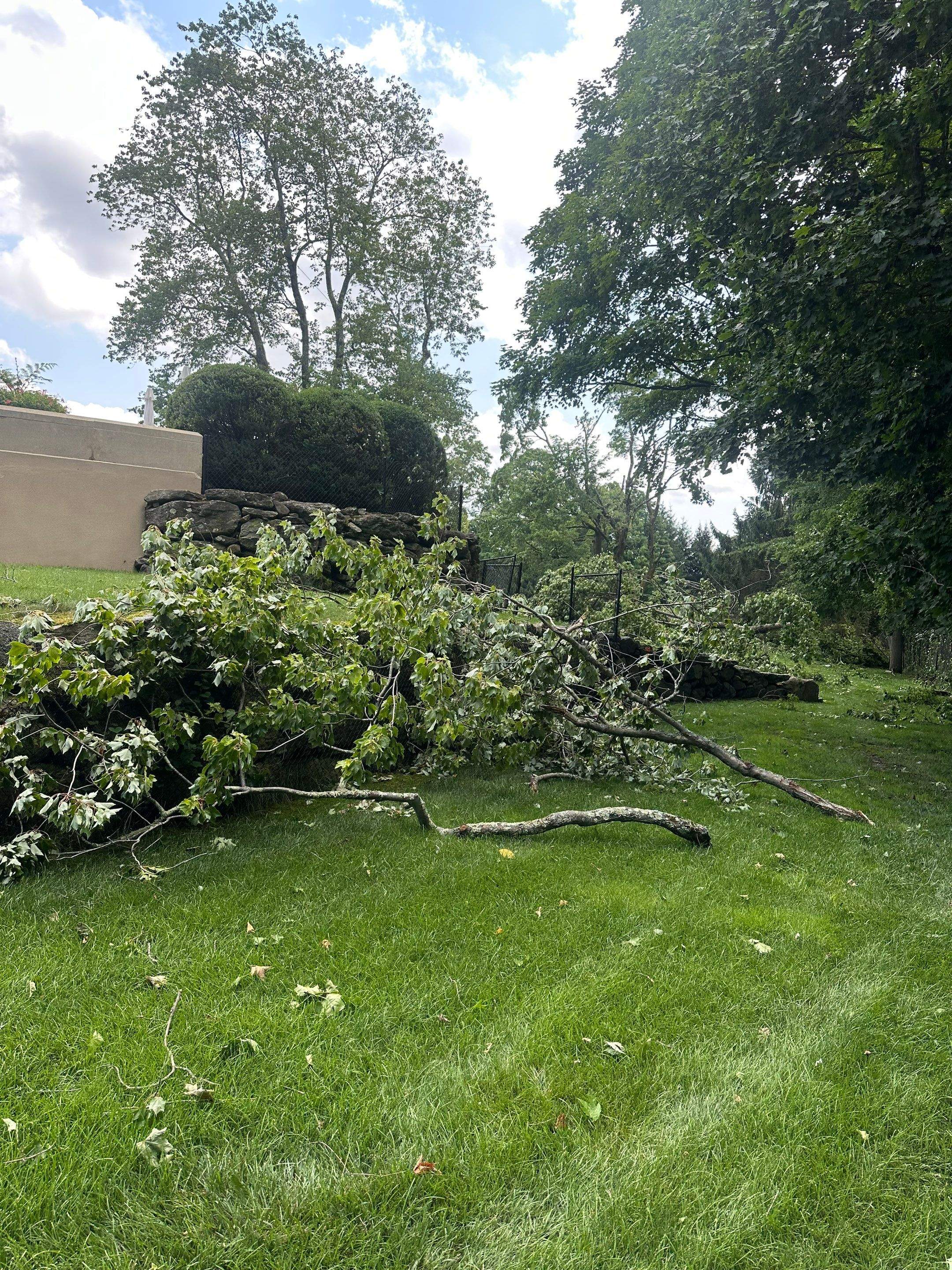 Emergency Tornado Damage Cleanup and Hazardous Tree Removal in Harrison by Fox Hill Luxury Real Estate Services