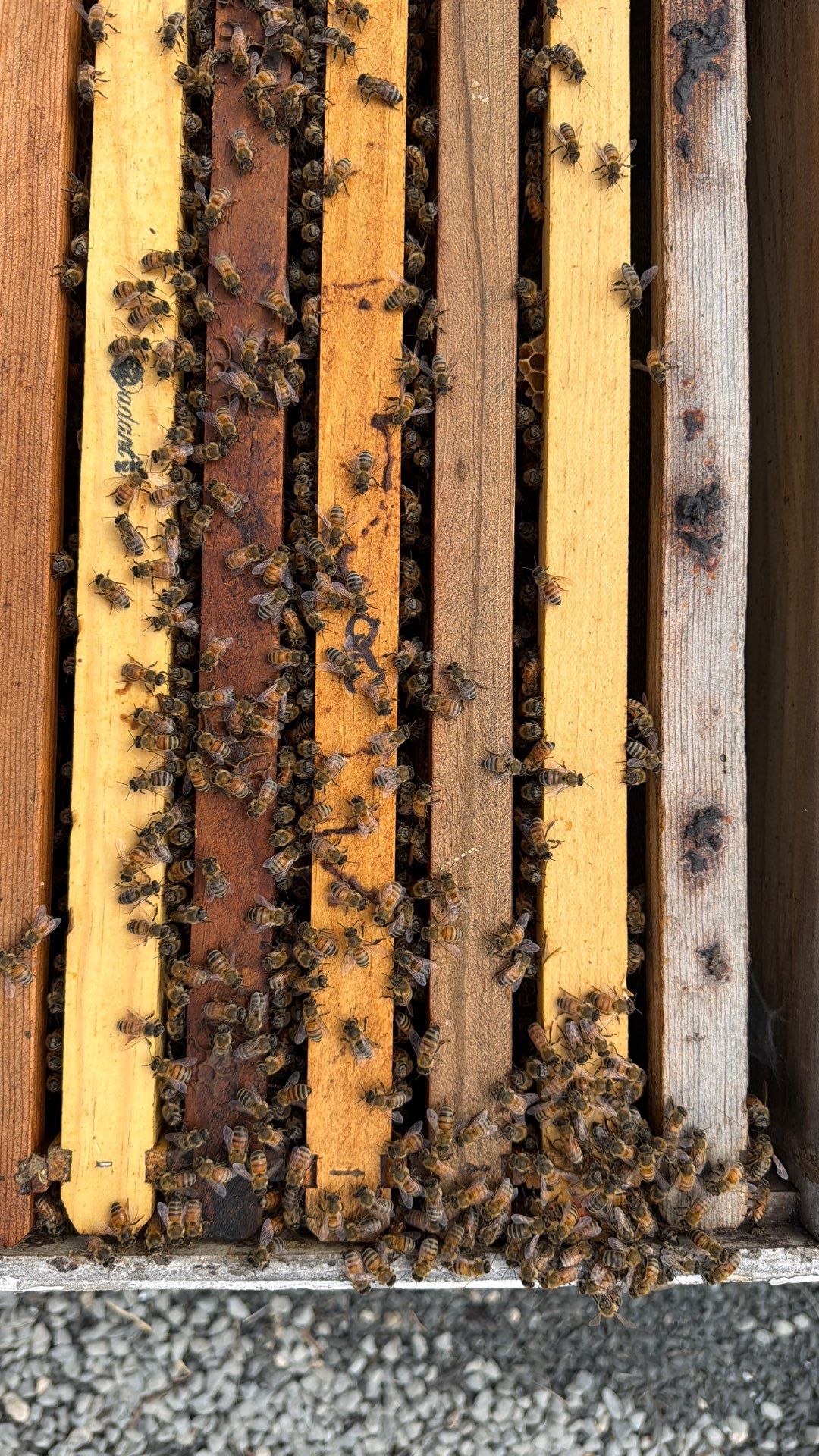 Momma K’s apiary by Rockwall Honey Bee Company