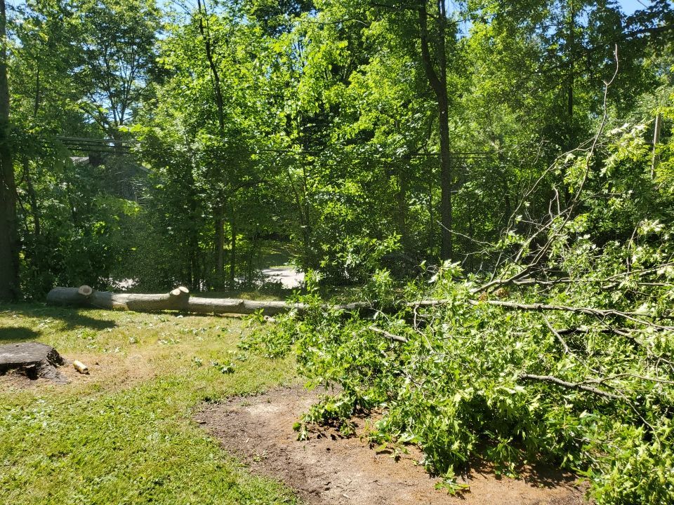 Tree Removal using Tree Removal by Mike Jones & Sons Tree Service LLC 