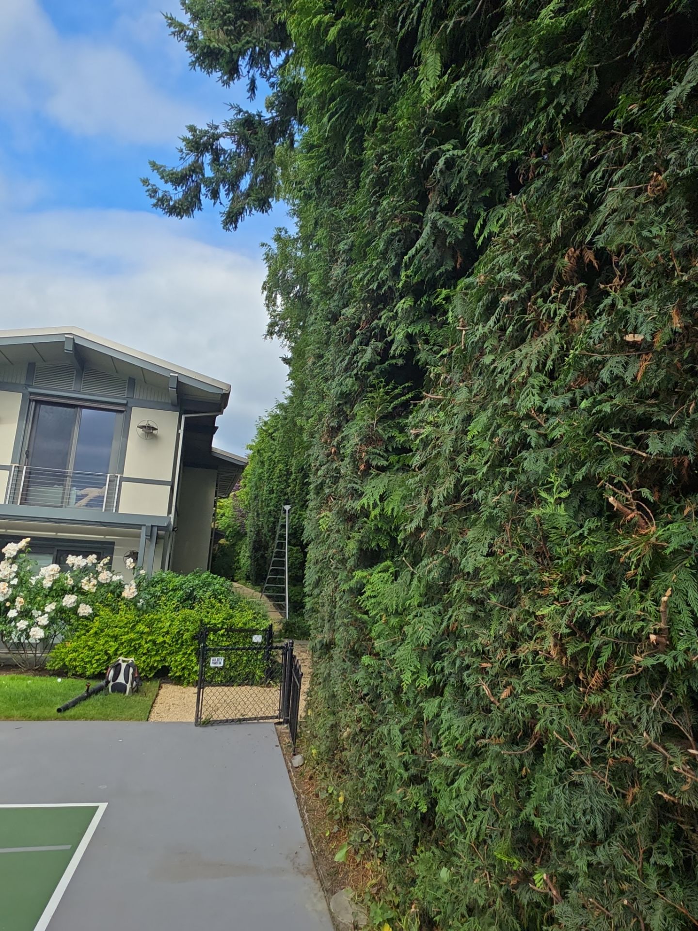 Bellevue Hedge and Tree Care by Sound Tree Care LLC