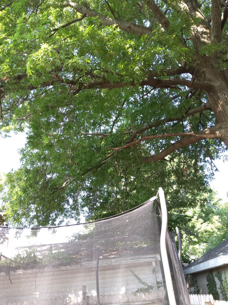 Tree Trimming using Tree Pruing by Mike Jones & Sons Tree Service LLC 