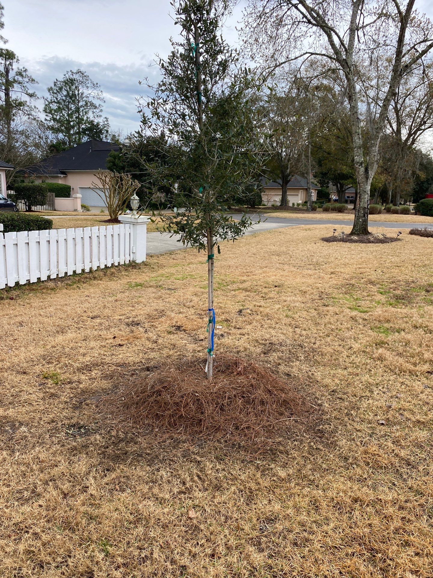Deerwood Resident | Tree Install by ProGreen Services