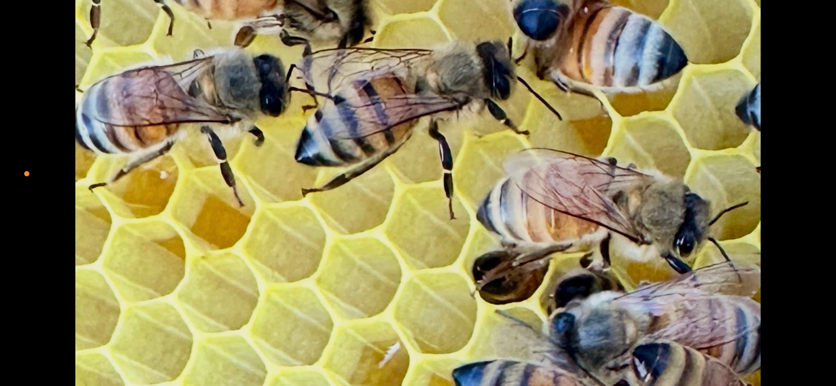 Honey-Maker Apiary in Greenville by Rockwall Honey Bee Company