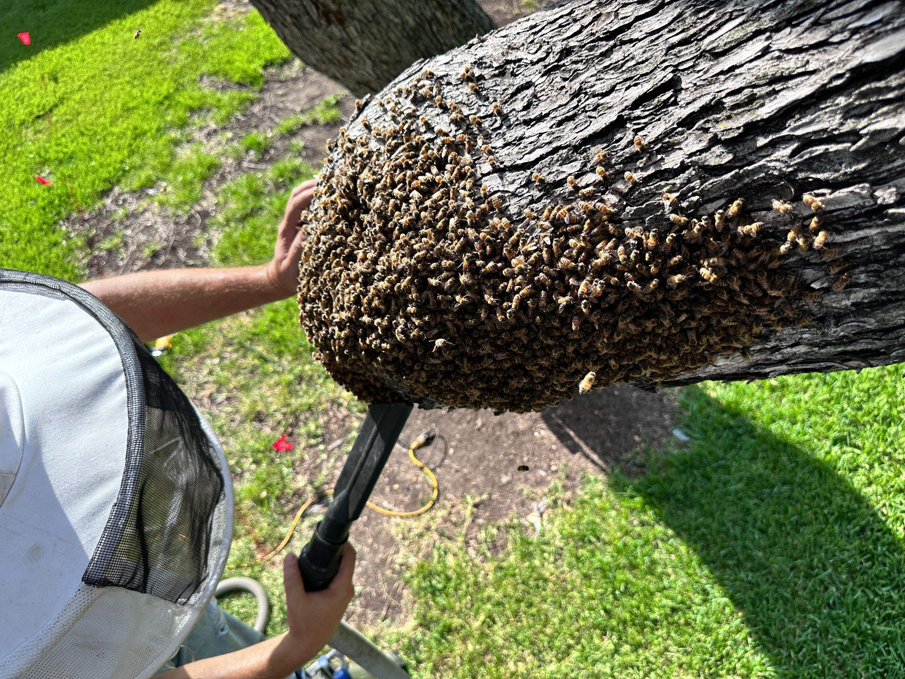 Favorite Tree Job by Rockwall Honey Bee Company