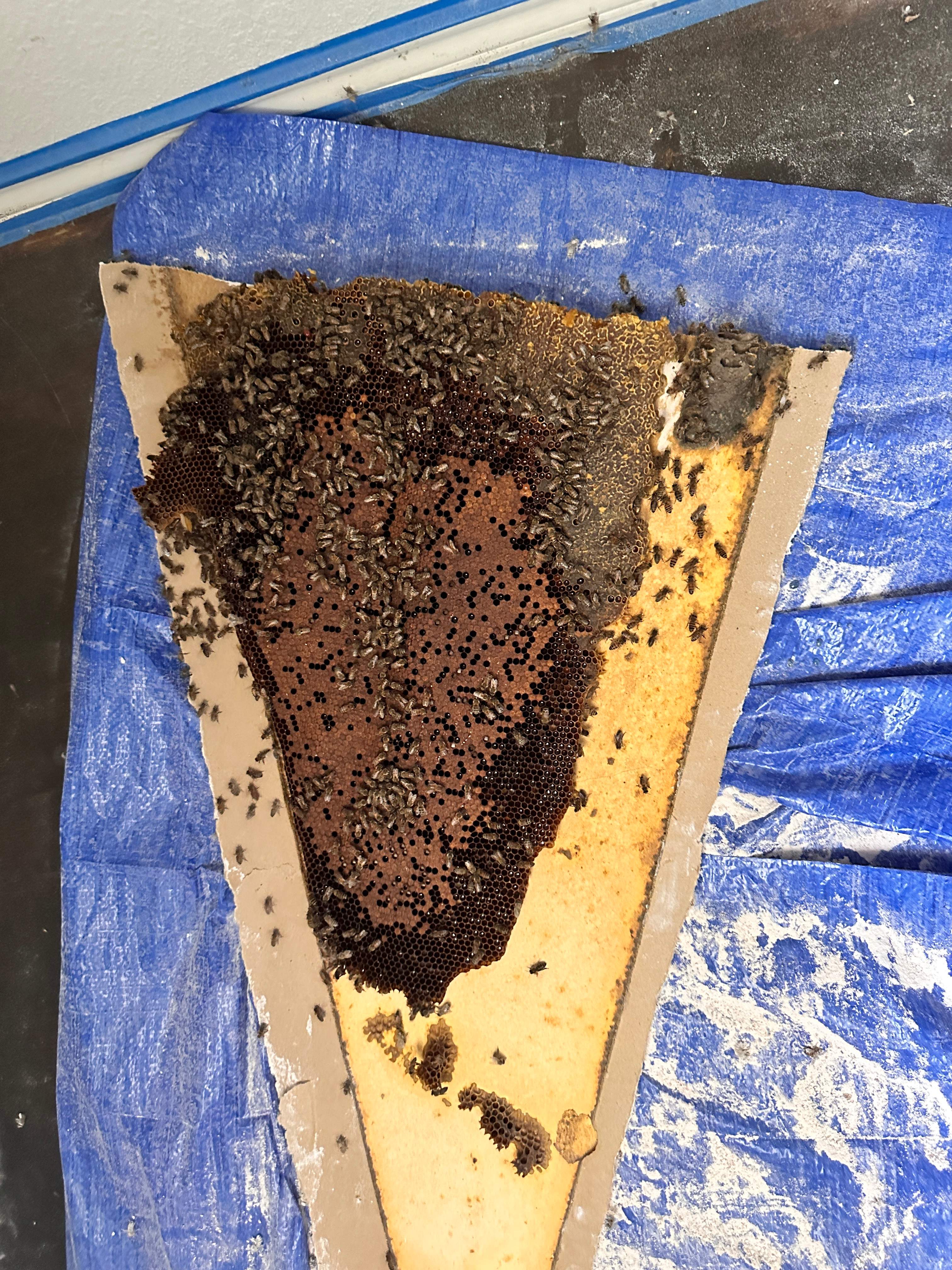 Sheetrock Bees by Rockwall Honey Bee Company