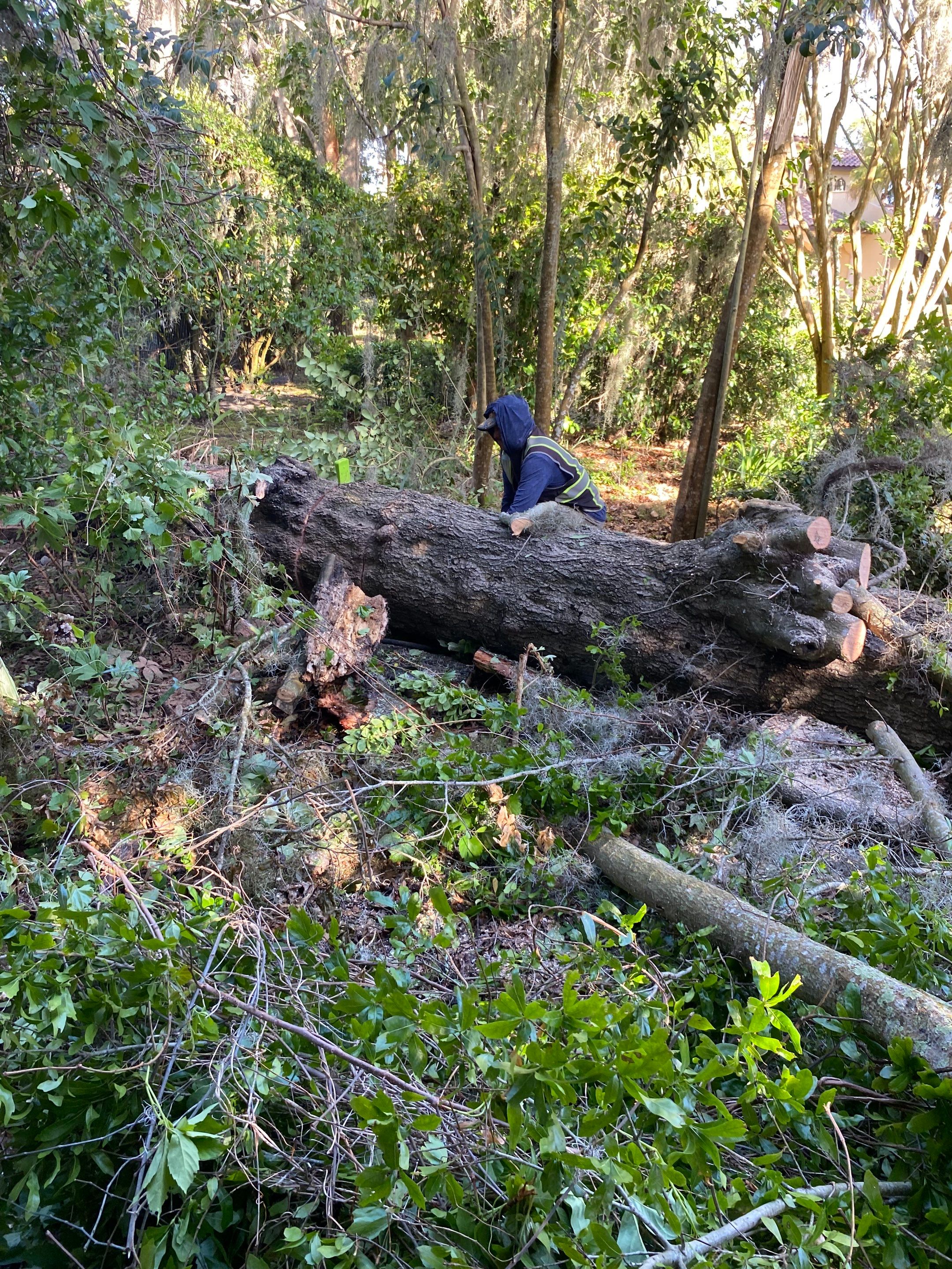 Residential | Tree Removal by ProGreen Services