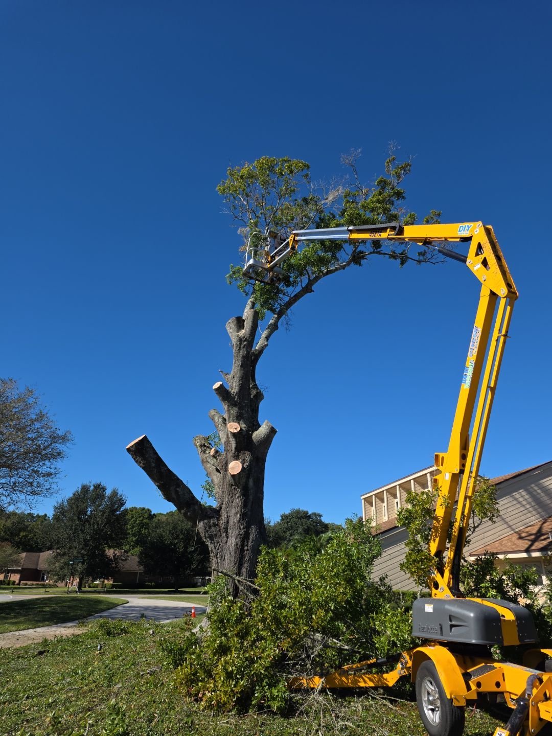 Deerwood Resident | Tree Removal & Stump Grinding by ProGreen Services