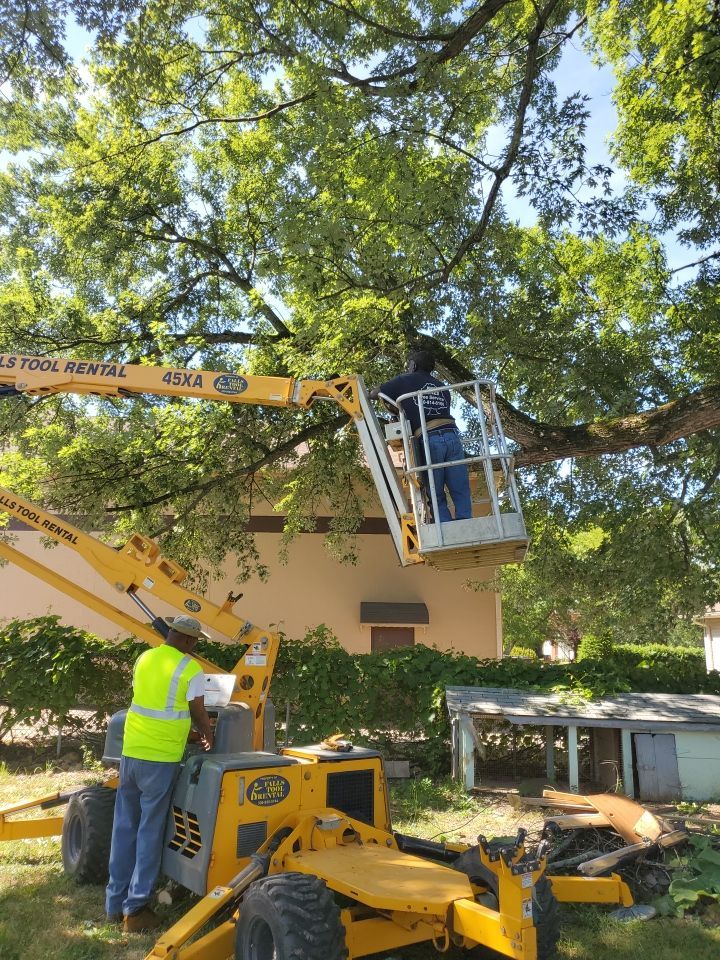 Tree Trimming using Tree Pruing by Mike Jones & Sons Tree Service LLC 
