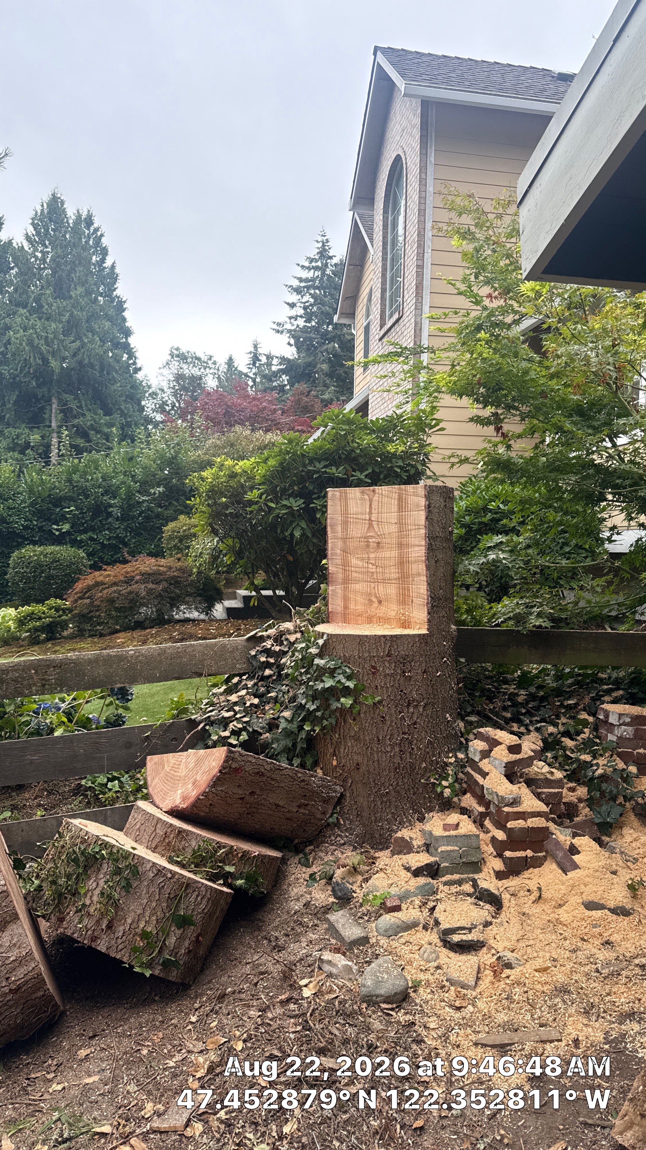 Tree Removal Near Homes in Burien, WA by Sound Tree Care LLC