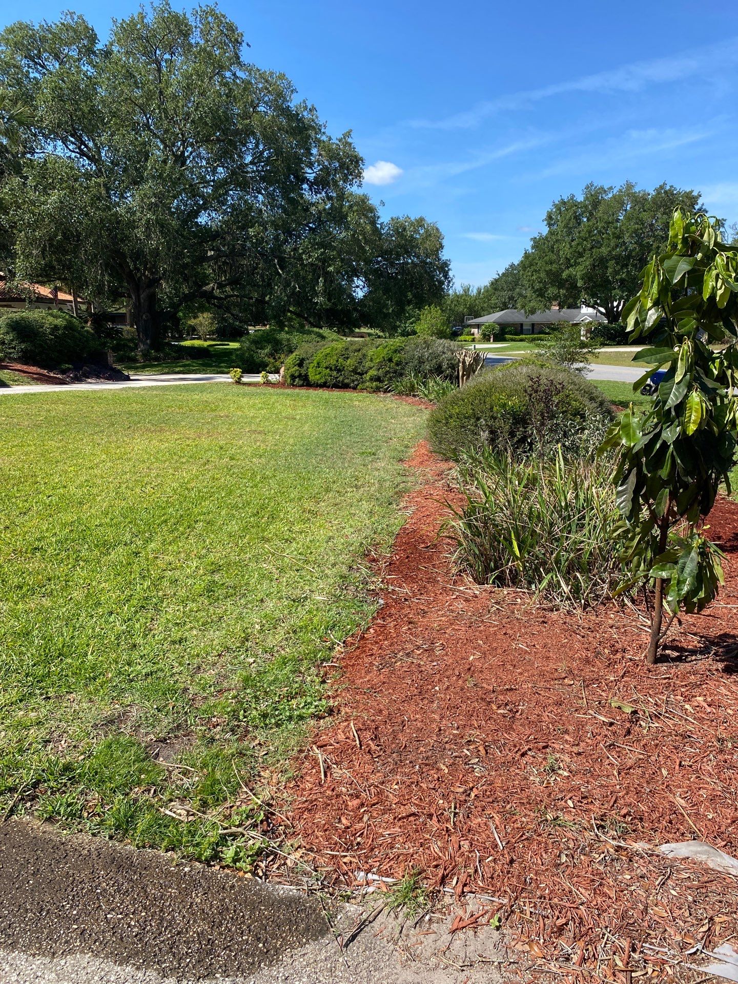 Deerwood Resident | Palm Tree Trimming & Clean-Up by ProGreen Services