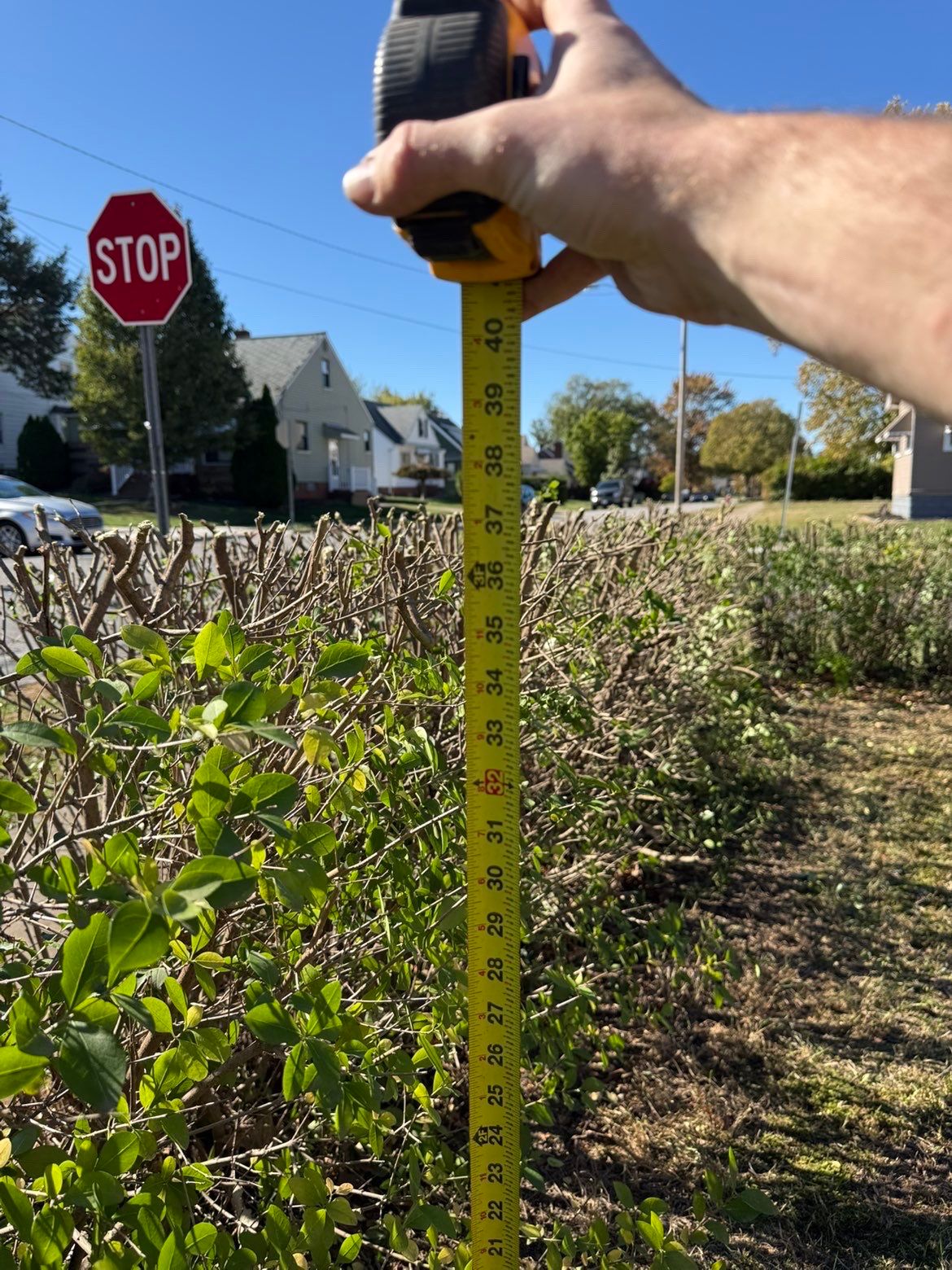 Hedge Shaping Maintenance by Elm Rose Gardens