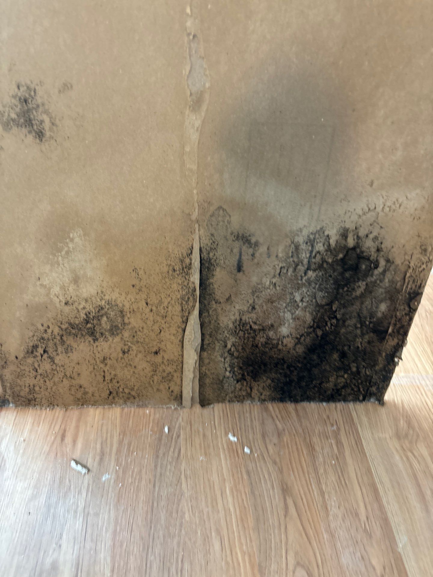 Mold Remediation Palmetto by Ampm Restoration Services 