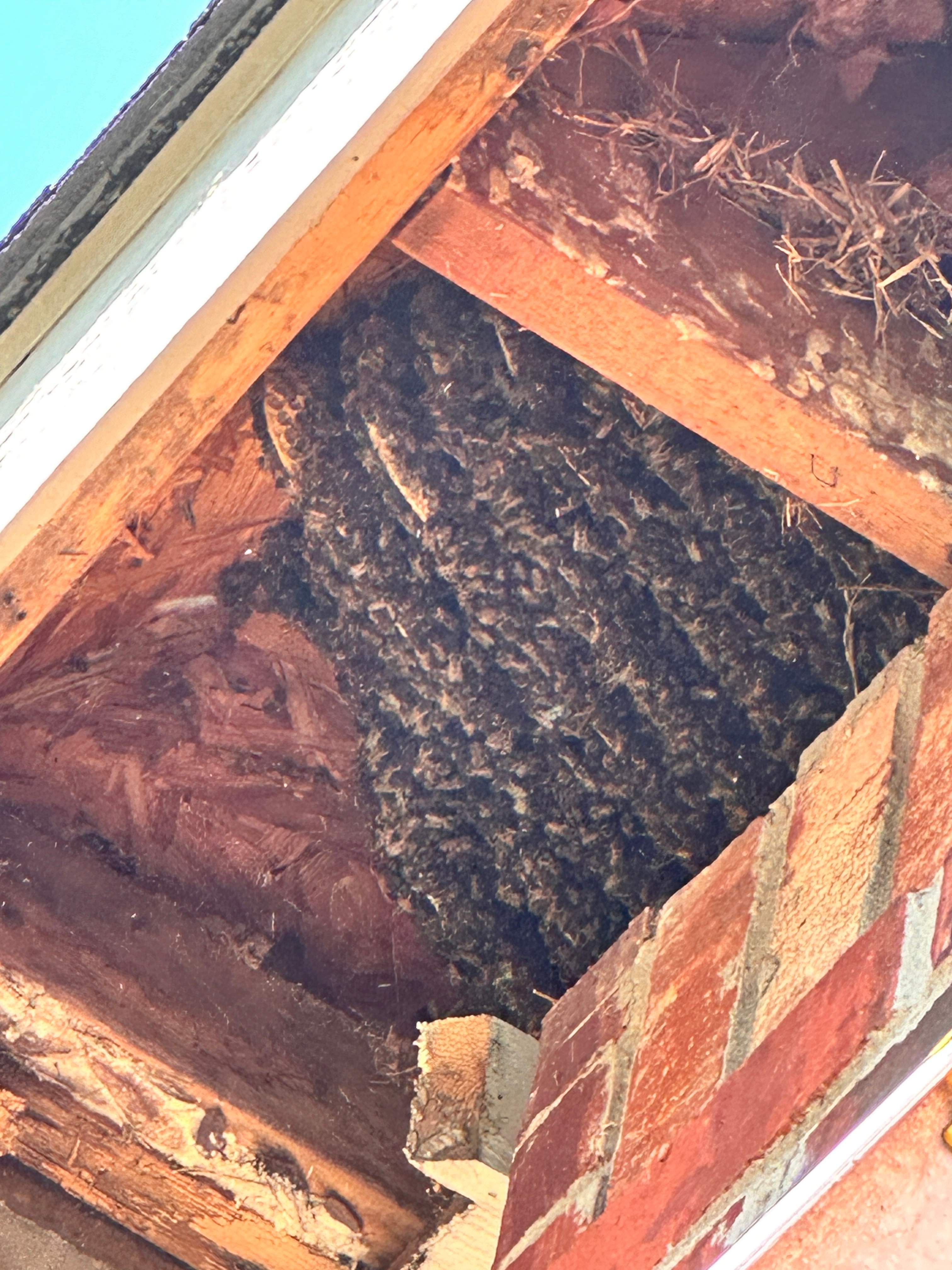 Extra High Up by Rockwall Honey Bee Company