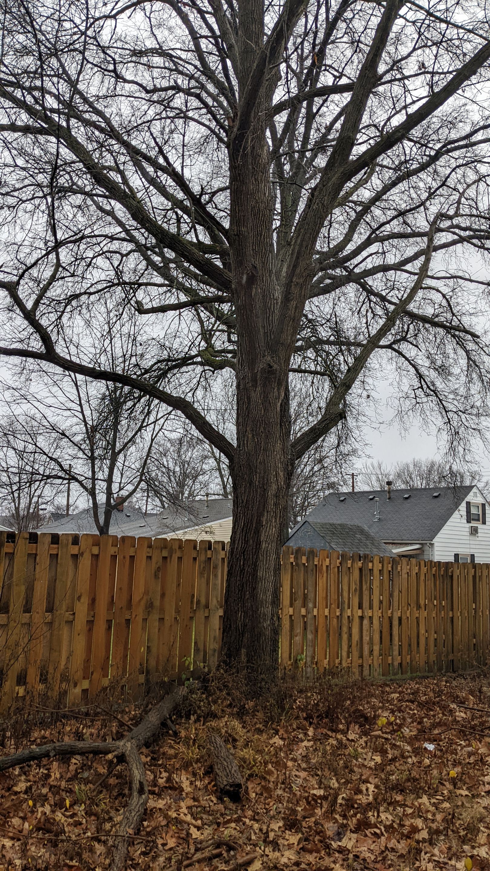 Tree Removal using Tree Removal by Mike Jones & Sons Tree Service LLC 