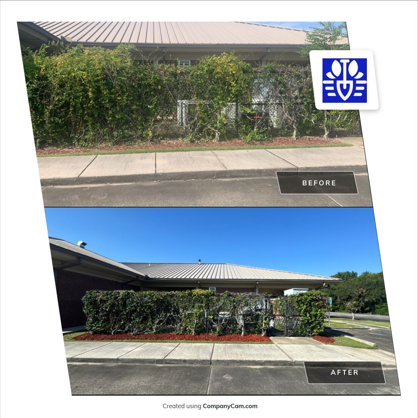 COMMERCIAL: BED CLEAN / MULCH INSTALL by CutScape, LLC.