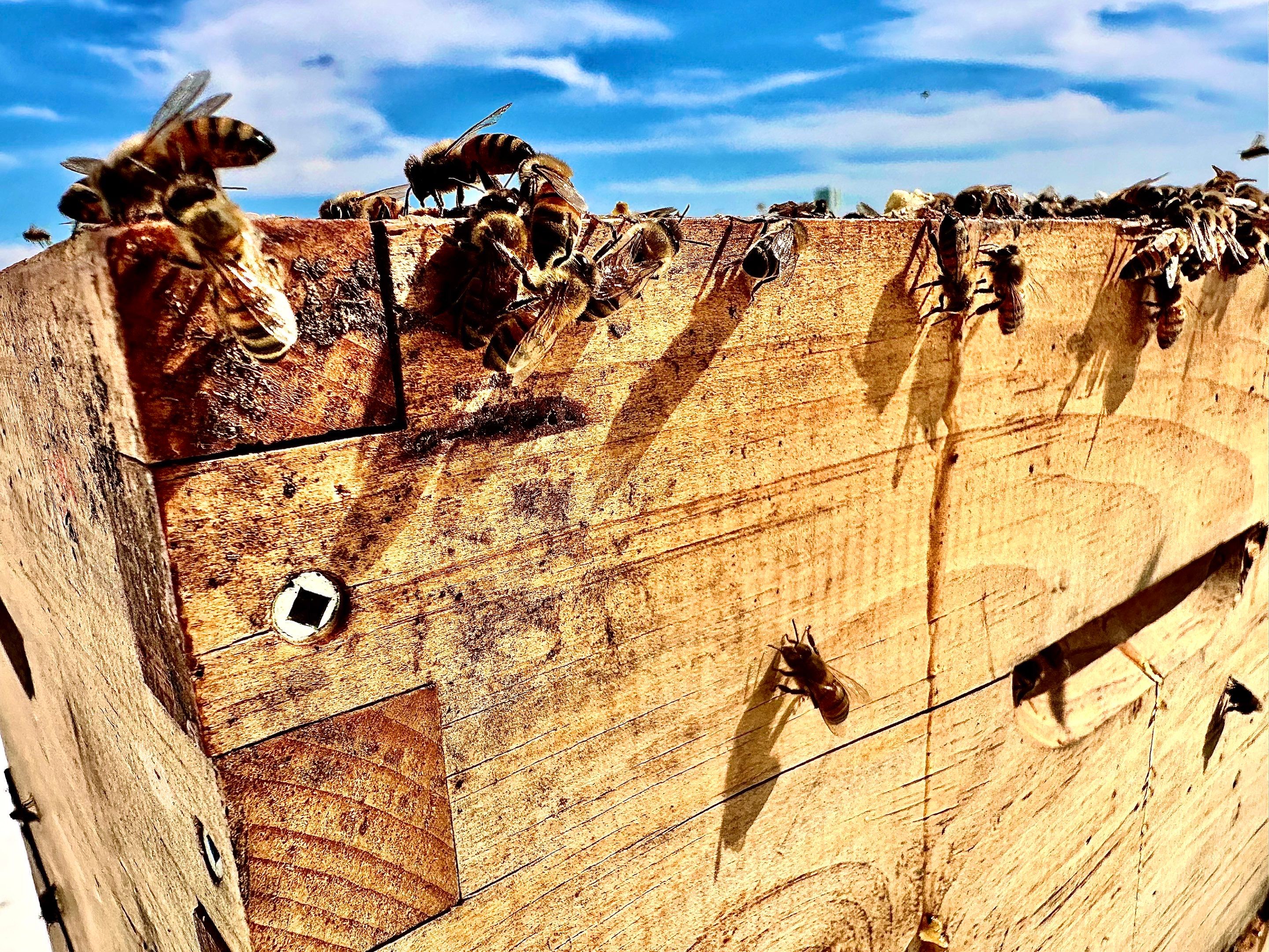 Rockwall Honey Bee Company featured photo.