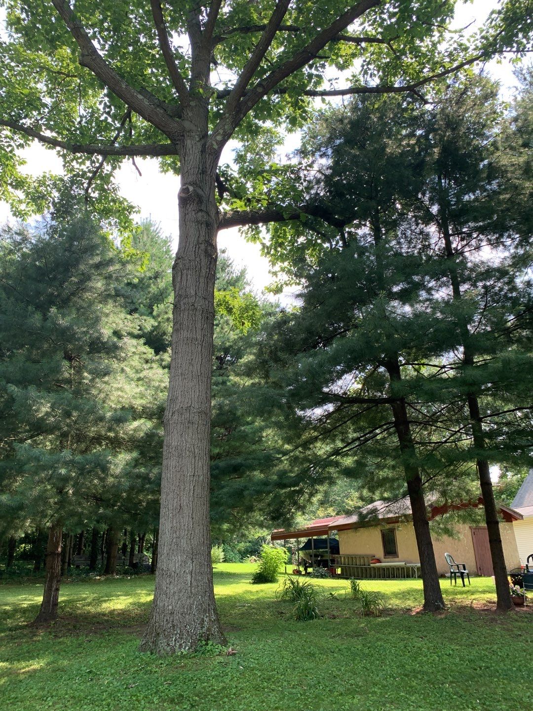 Tree Trimming & Tree Removal in Akron Ohio by Mike Jones & Sons Tree Service LLC 