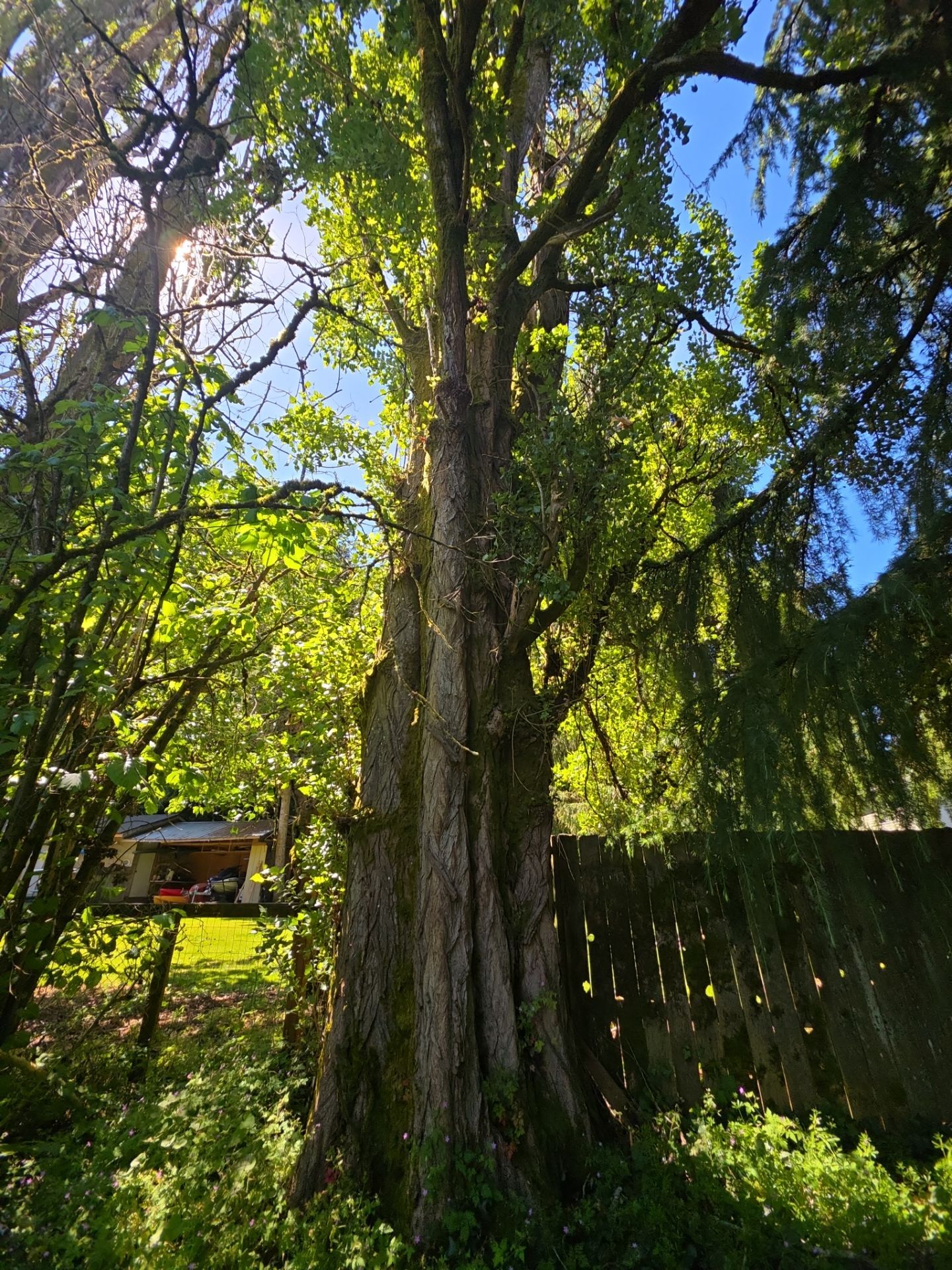 Kirkland Dead and Declining Tree Removal by Sound Tree Care LLC