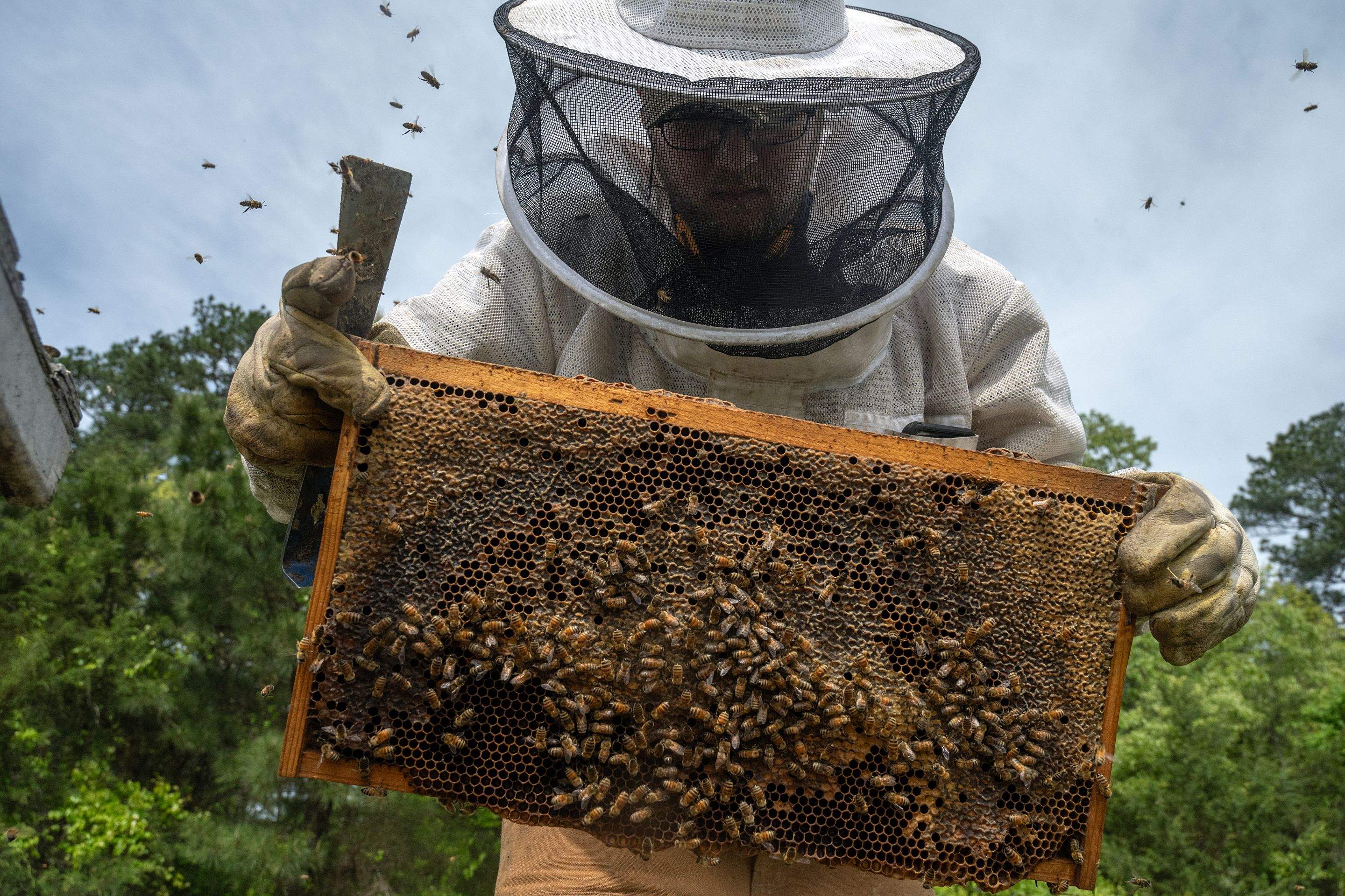 Splits in East Texas by Rockwall Honey Bee Company