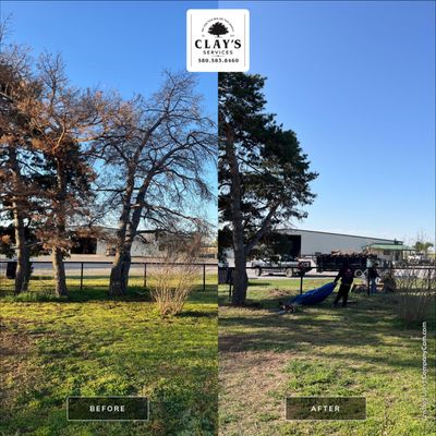 Tree Removal