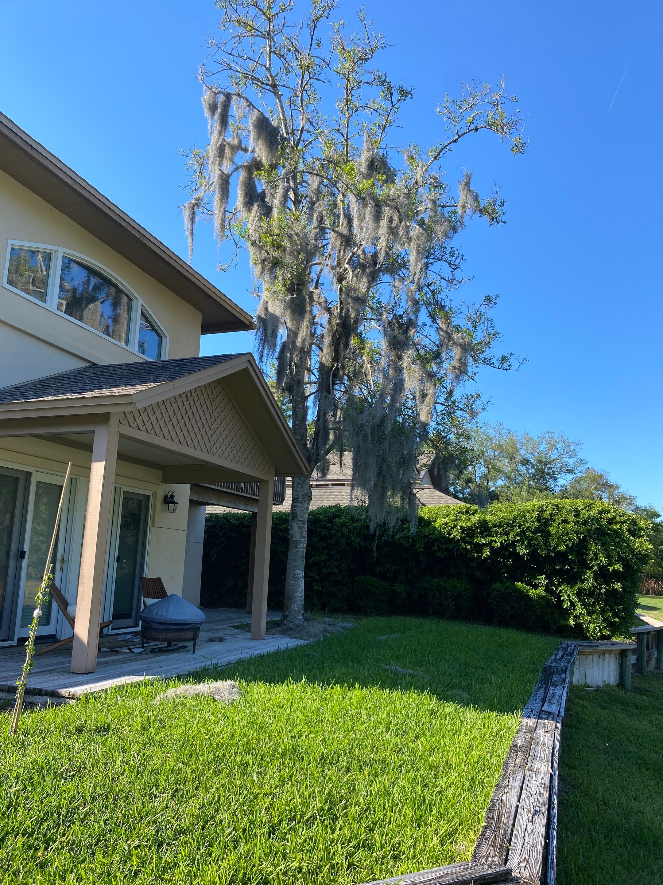 Deerwood Resident | Tree De-mossing by ProGreen Services