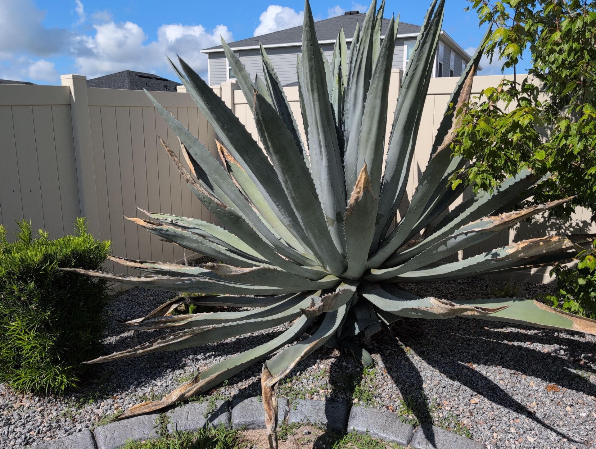  Agave Plants Trimming by 
M.A.B. Landscaping & Property Maintenance