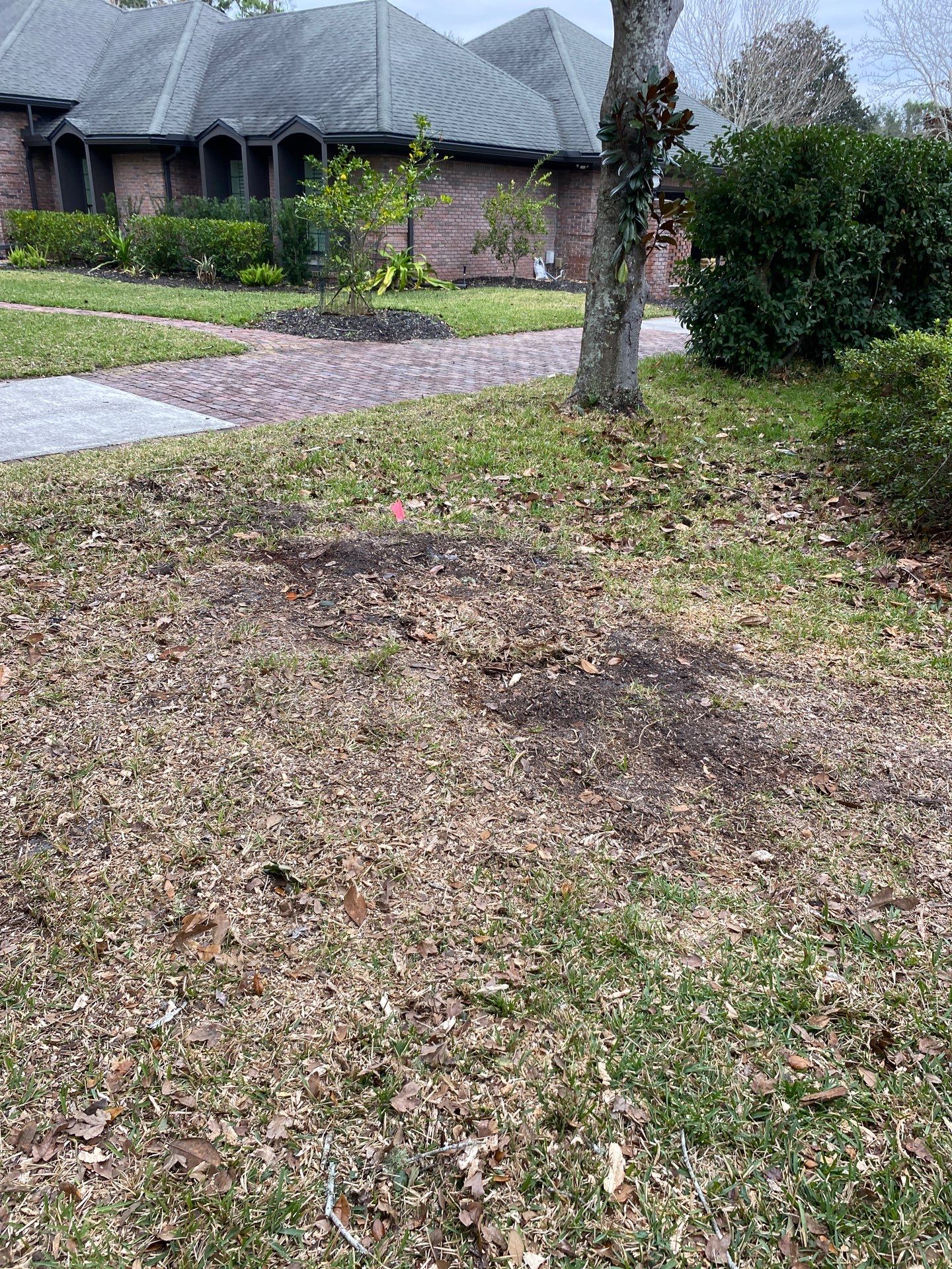 Deerwood | Live Oak Planting Project  by ProGreen Services