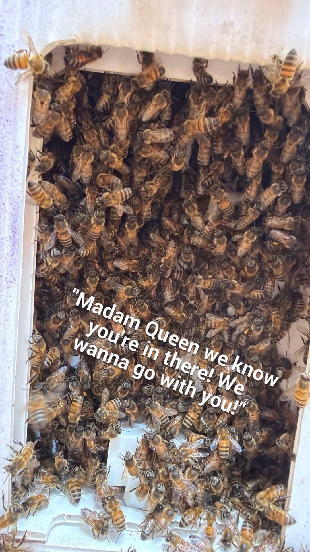 Cavern-Crack Tree Bees by Rockwall Honey Bee Company