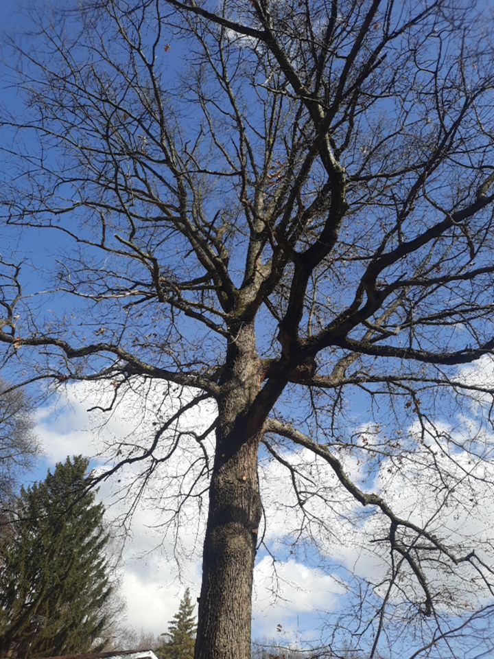 Tree Trimming using Tree Pruing by Mike Jones & Sons Tree Service LLC 