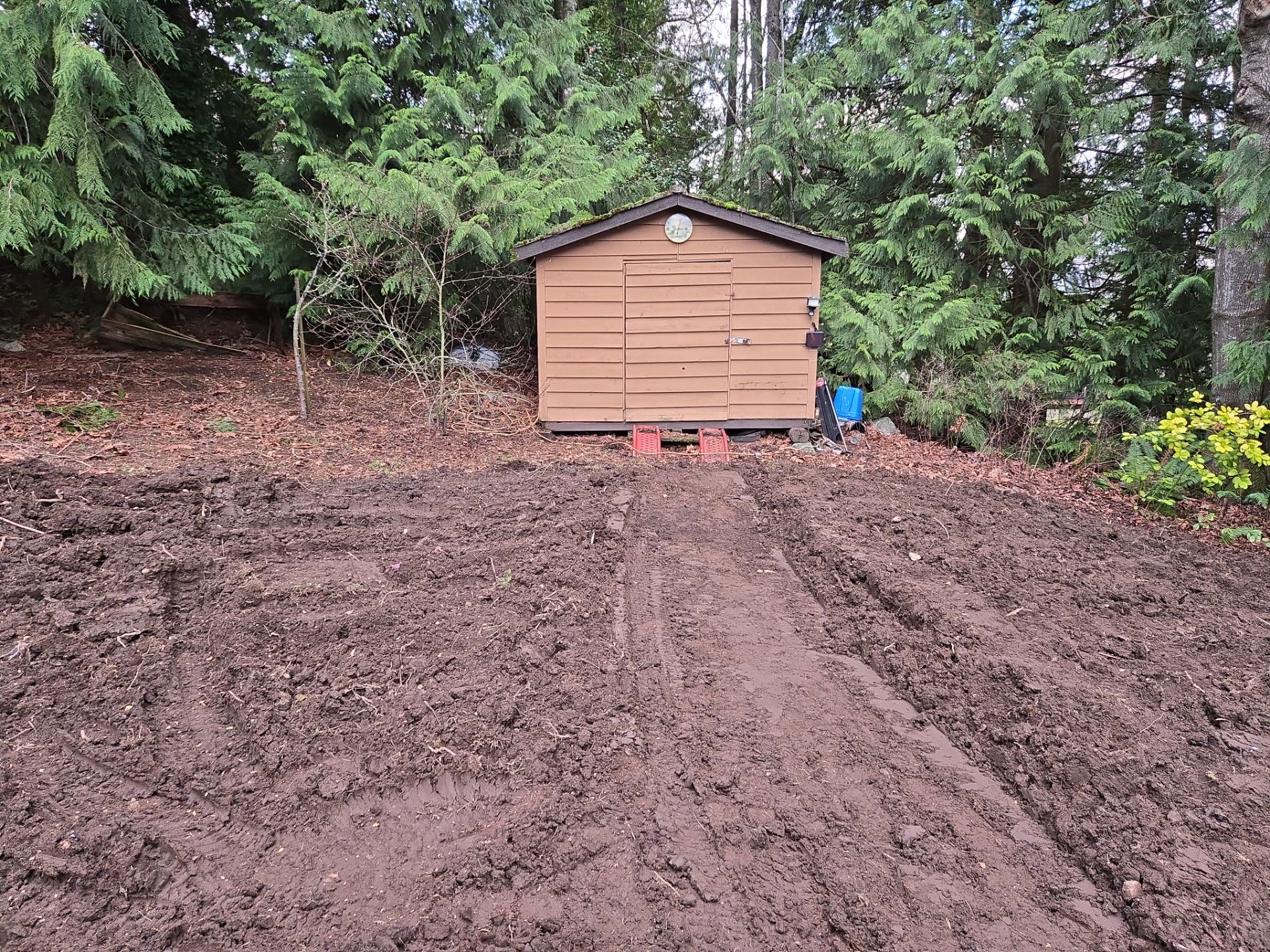 Complete Backyard Transformation with Eco-Lawn, Xeriscape, and New Chain Link Fence Installation by Habanero Garden and Exterior Care