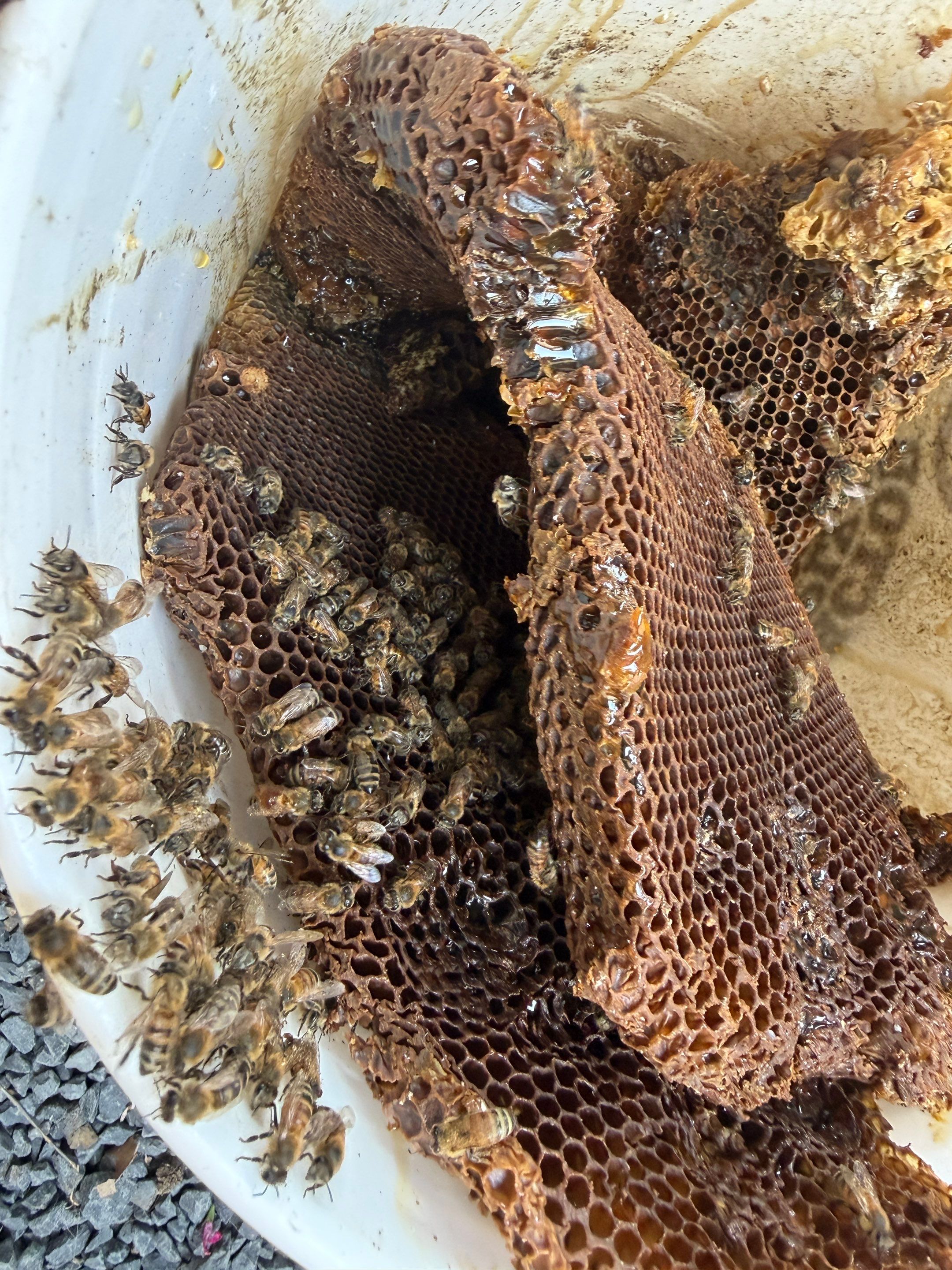 Poolside High up by Rockwall Honey Bee Company