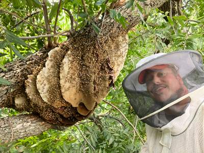 Open-Air Massive Colony