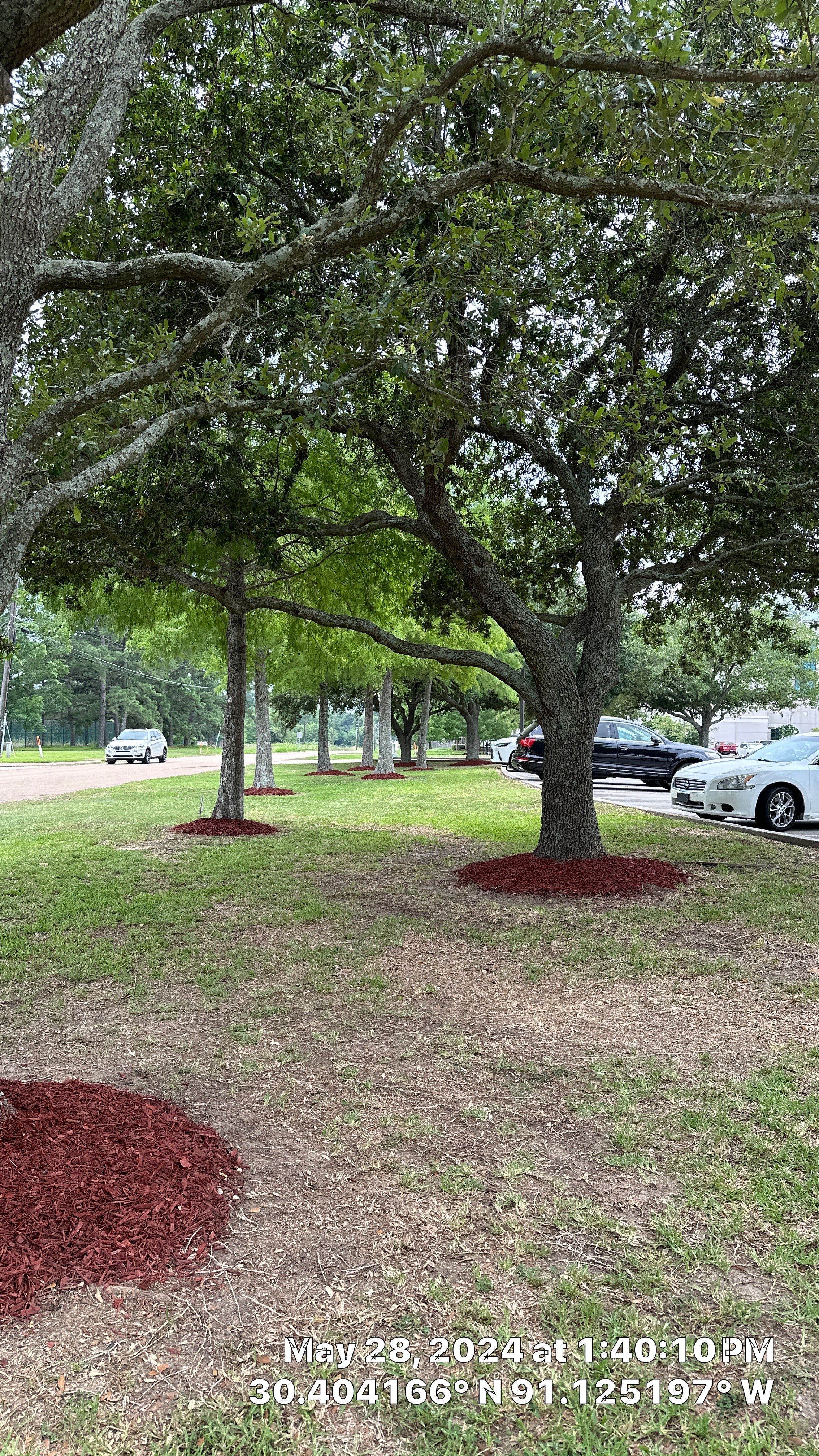 COMMERCIAL: BED CLEAN / MULCH INSTALL  by CutScape, LLC.