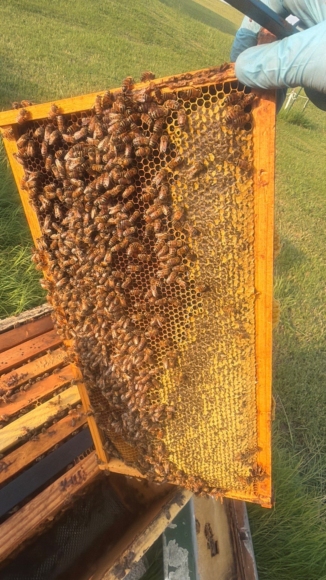 Double Family Property in Heath for Ag. Exemption by Rockwall Honey Bee Company