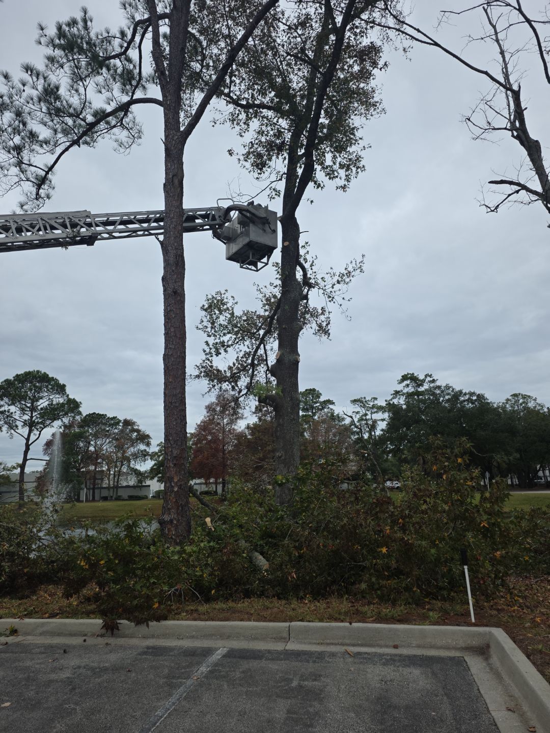 Commercial | Tree Service by ProGreen Services