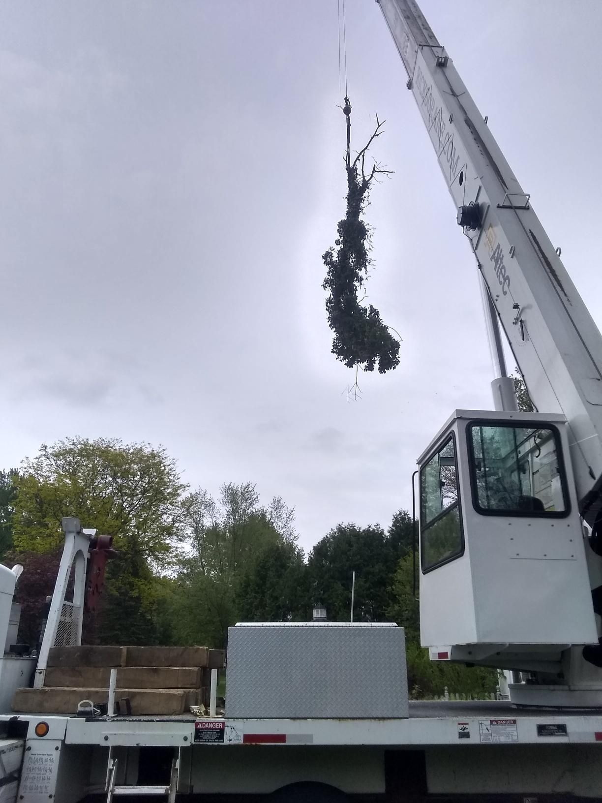 Tree Removal using Tree Removal by Mike Jones & Sons Tree Service LLC 