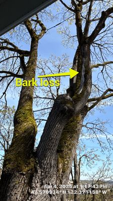 Arborist Assessment using Level 1 Visual Assessment