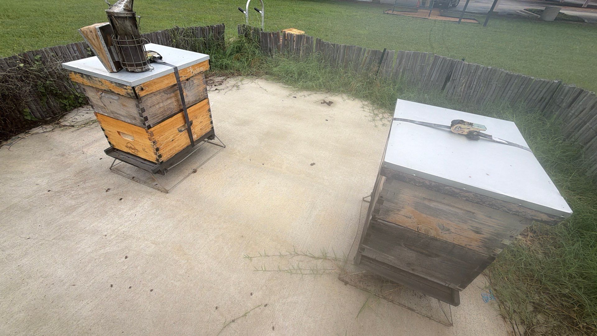 Bees at the Bank! by Rockwall Honey Bee Company