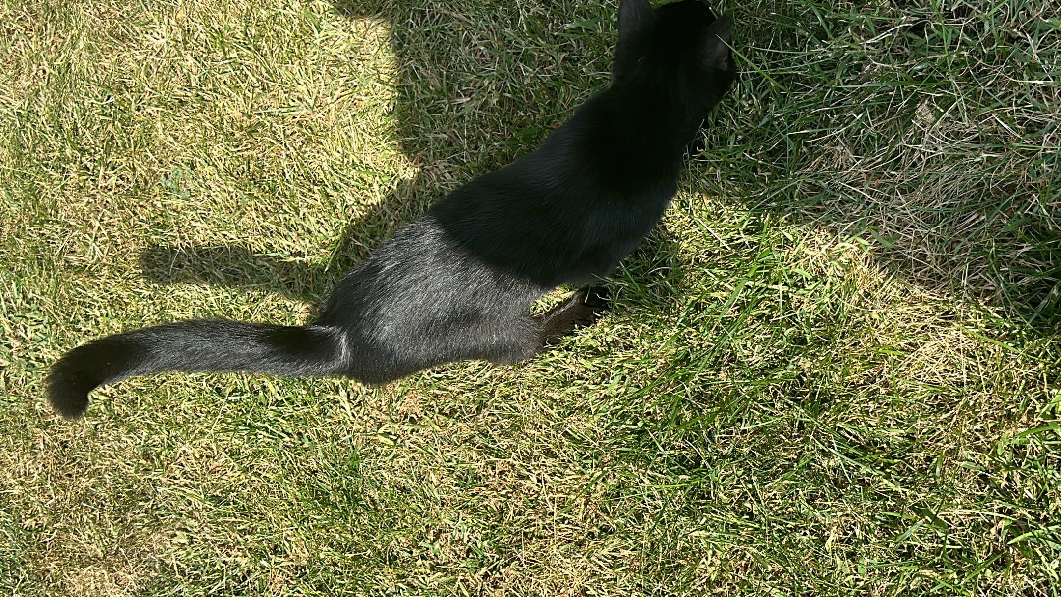 West Hamilton - Majestic Shake by Tamlin Roofing