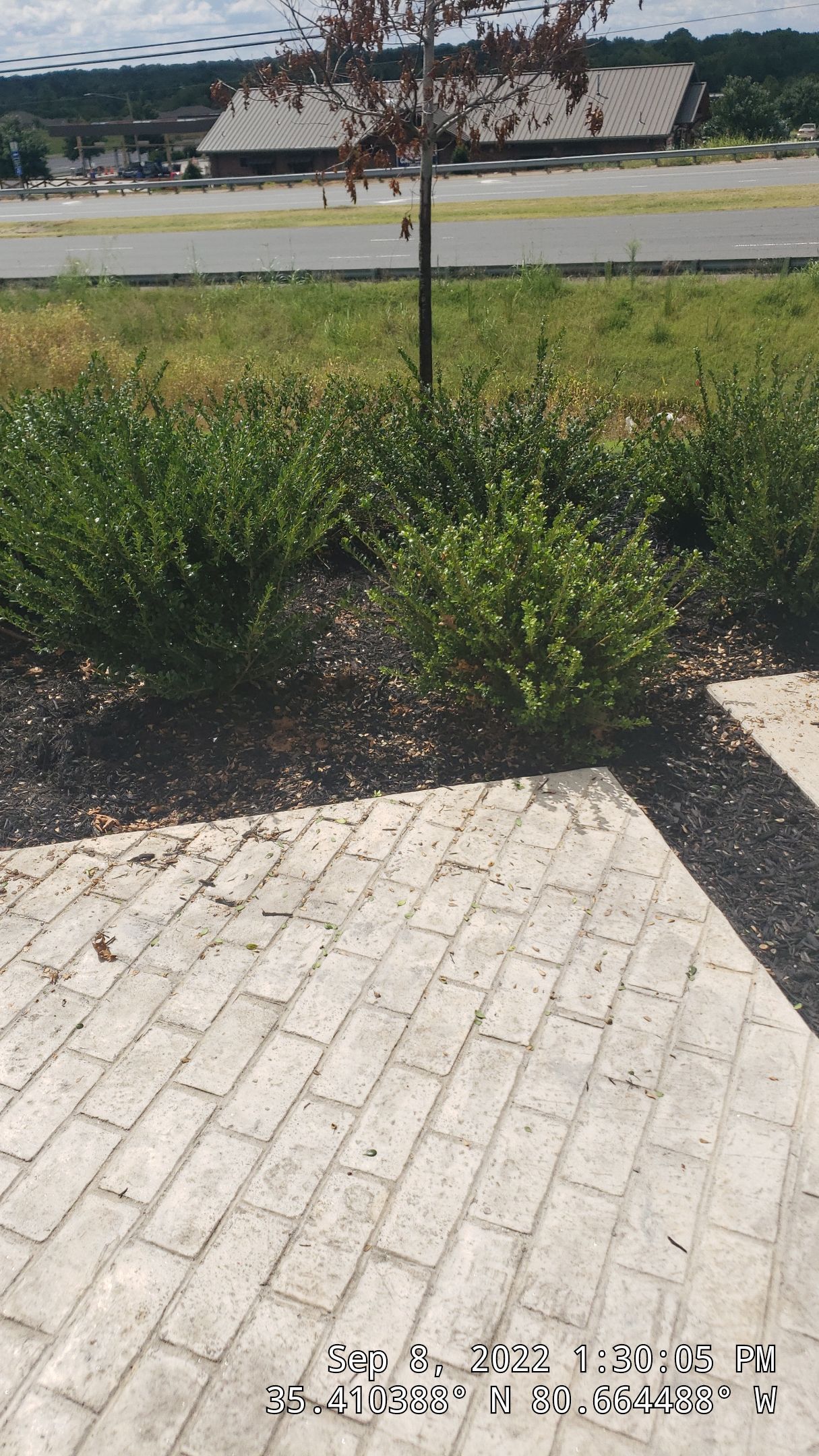 Commercial Landscaping Harris Teeter Fuel Station by Carolina-Metro Landscape, Inc
