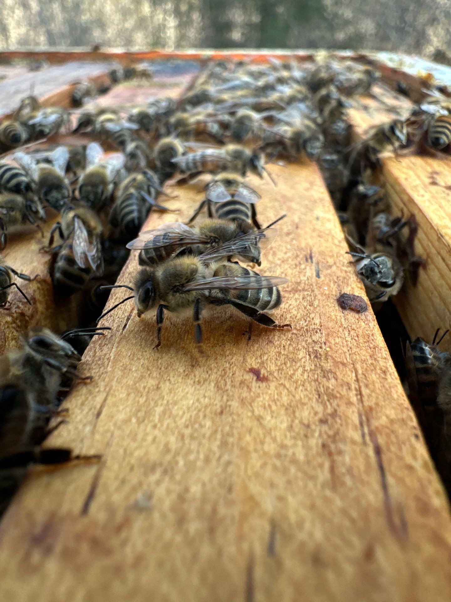 Rockwall County Ag. Exemption by Rockwall Honey Bee Company