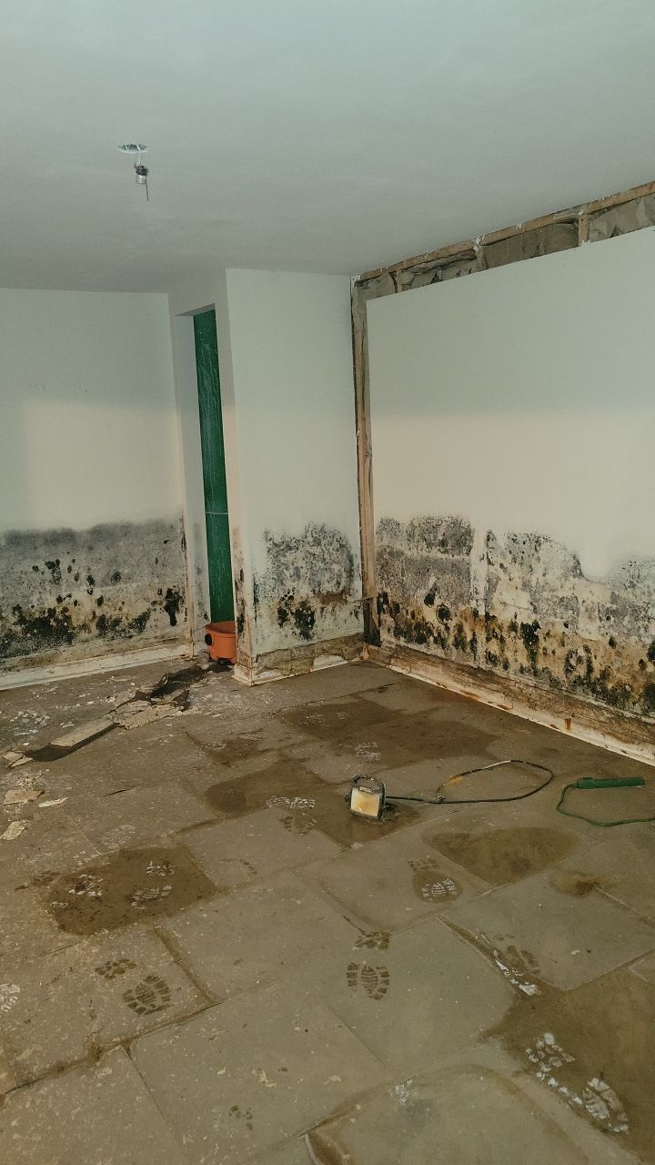 Grossly Contaminated Basement Mold by Chicagoland Water Medics