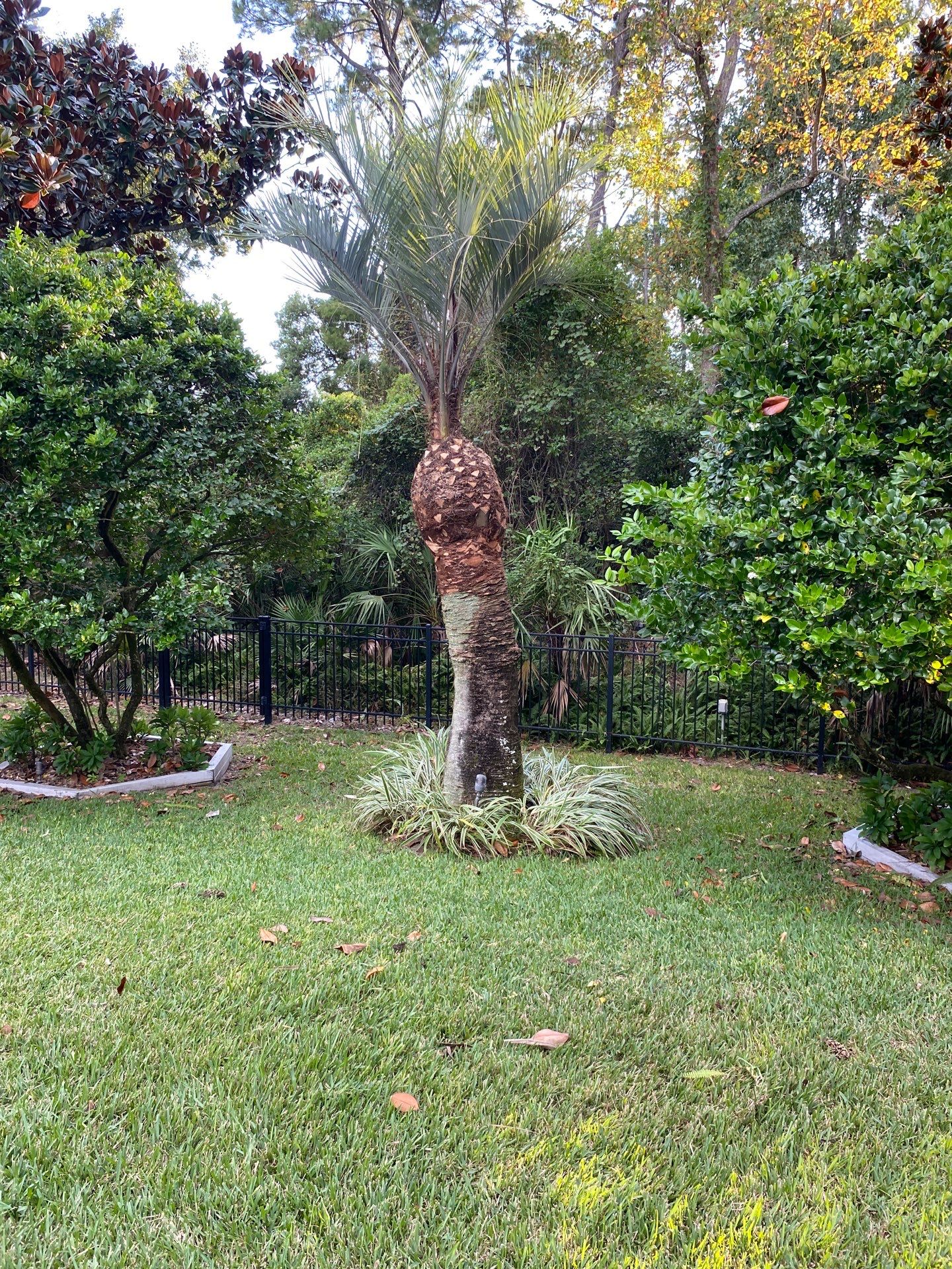 Deerwood Resident | Palm Tree Trimming by ProGreen Services