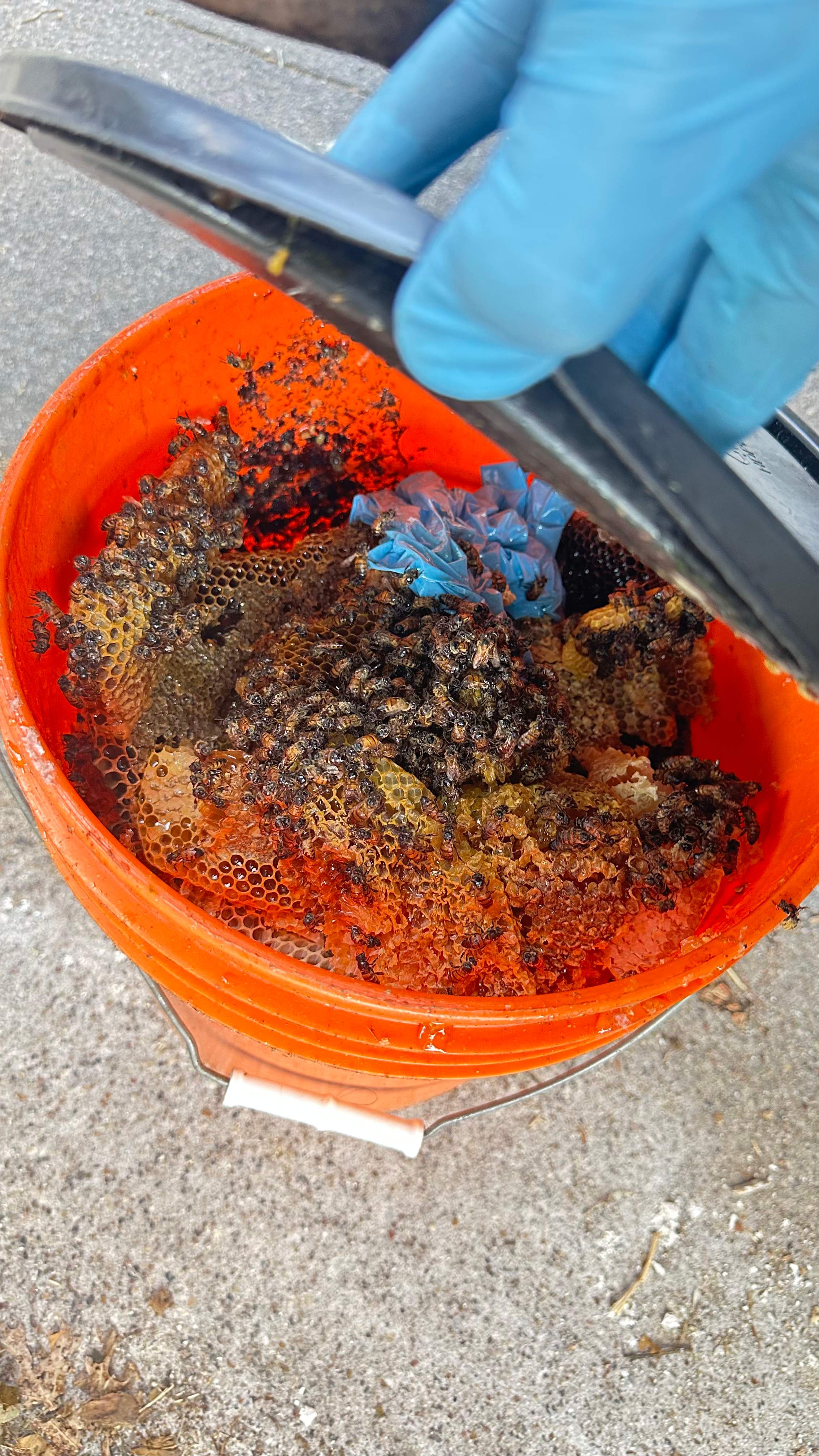 Under-foot. by Rockwall Honey Bee Company